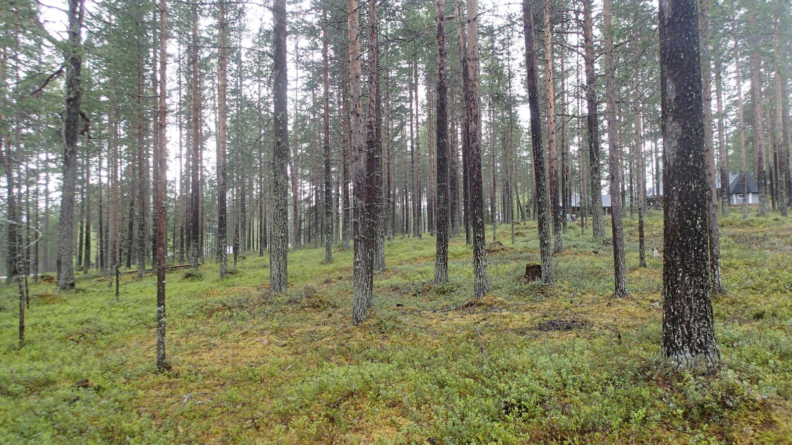 Avaran mäntykankaan maasto viettää loivasti alas vasemmalle. Yläoikealla on mökkejä.