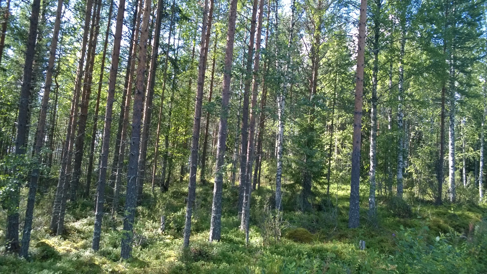 Valoisassa sekametsässä kasvaa mäntyjä, kuusia ja koivuja.