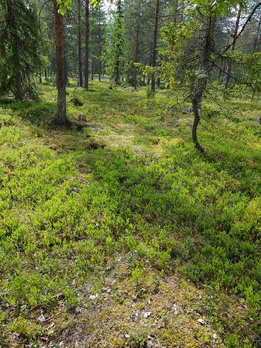 Aurinko paistaa kesäiseen havupuuvaltaiseen metsään. Etualalla on runsaasti mustikanvarpuja.