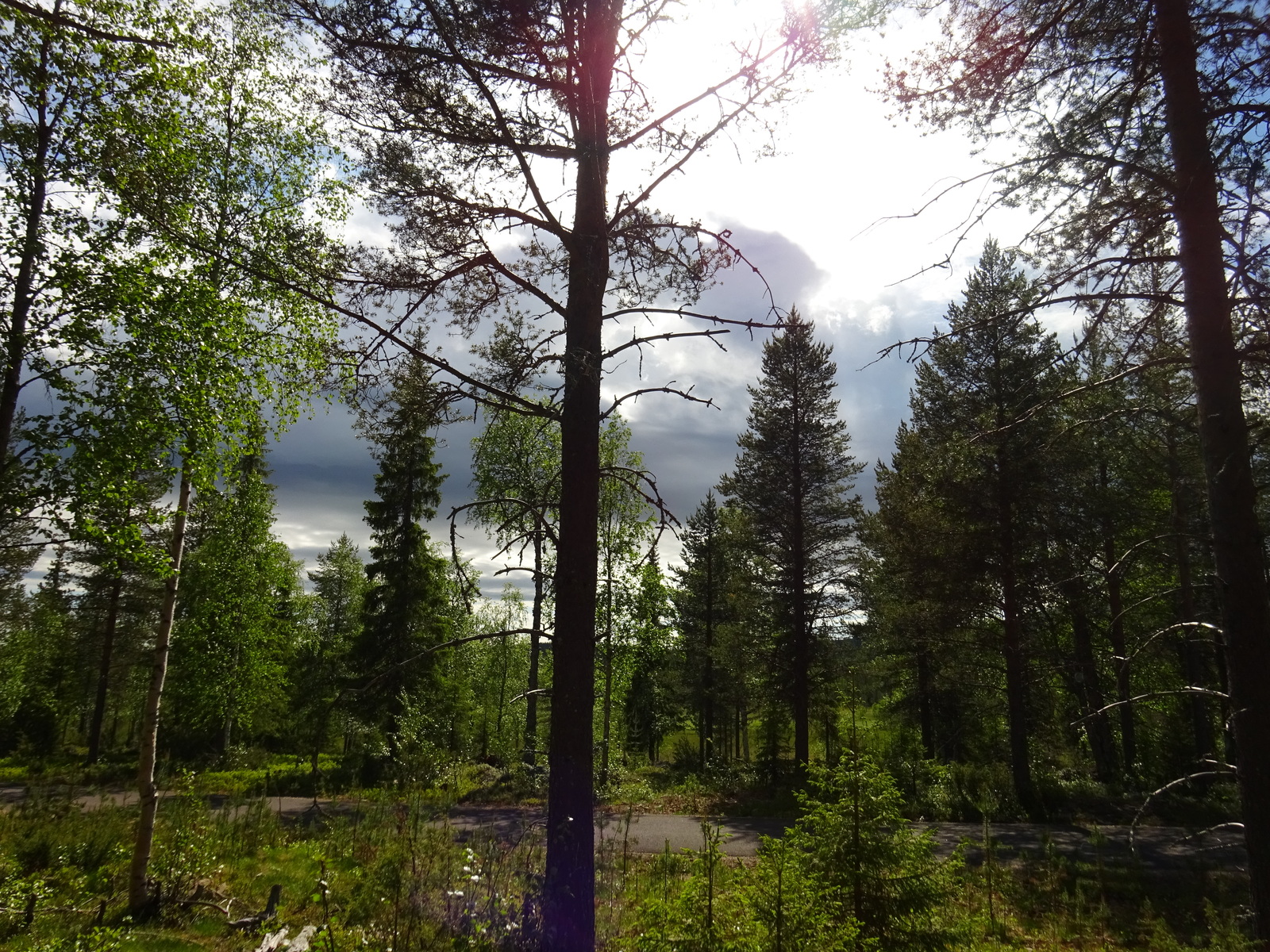 Sekametsässä kasvaa kuusia, mäntyjä ja koivuja. Taivaalla on tummia pilviä ja kirkkaita kohtia.