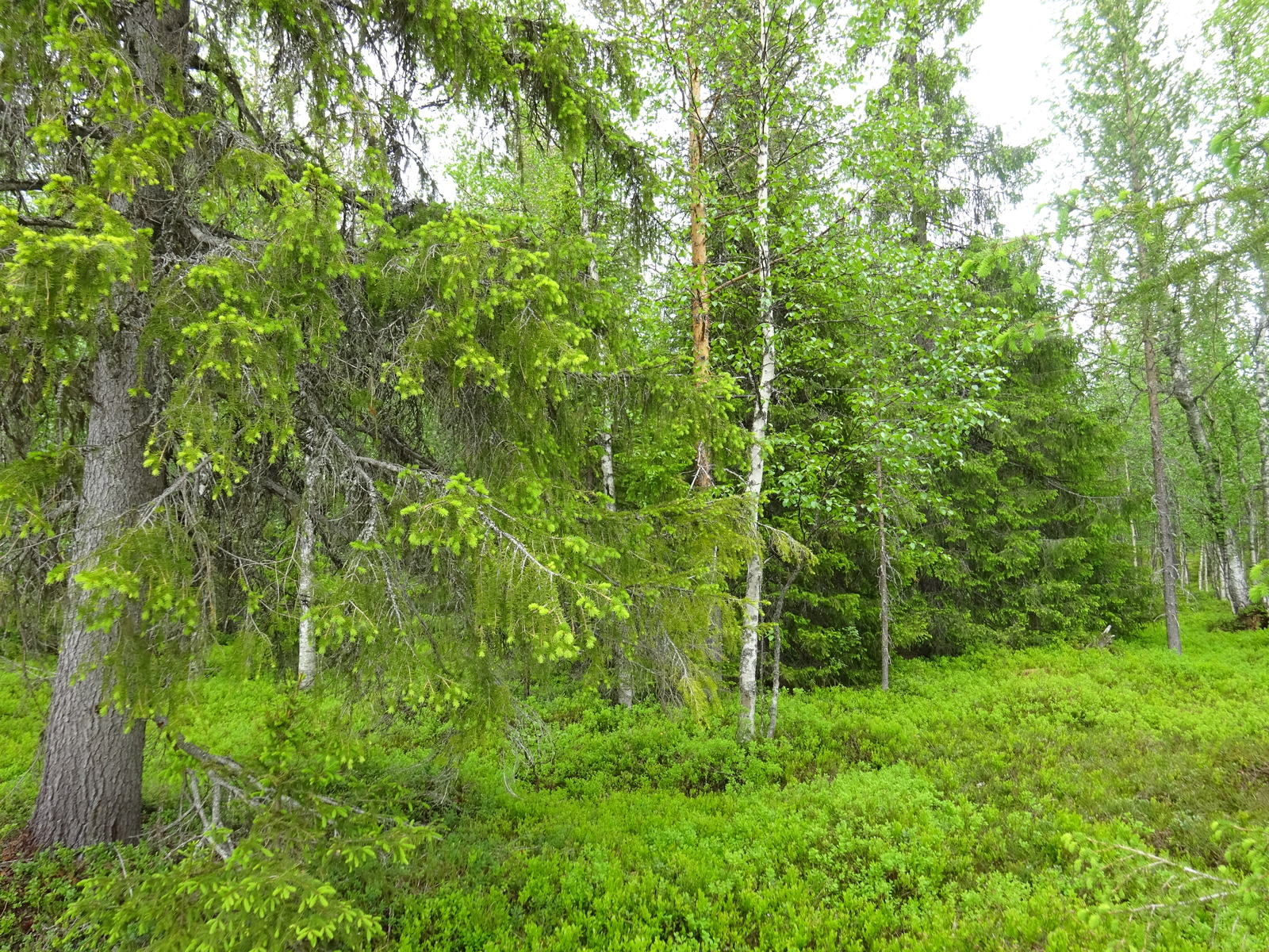 Vehreän kesäisessä metsäsä kasvaa kuusia, mäntyjä ja koivuja. Etuoikealla on puuton alue.