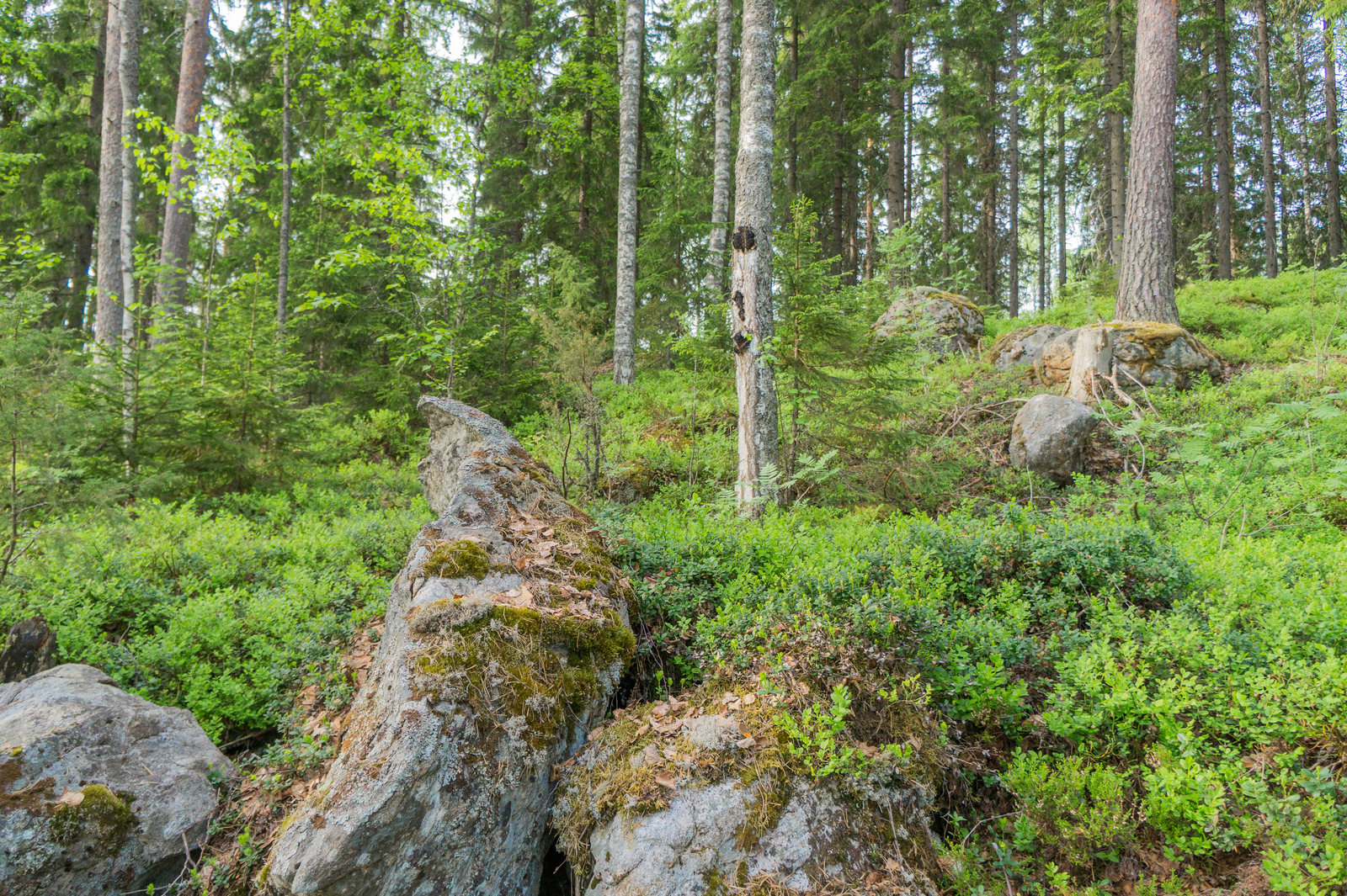 Kesäinen sekametsä kasvaa kivikkoisessa rinteessä. Varpukasvit ympäröivät kivilohkareita.