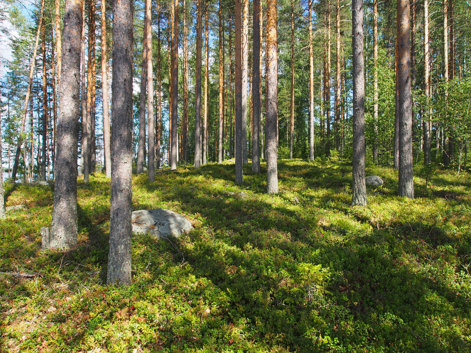 Mäntyvaltainen metsä kasvaa loivassa rinteessä. Maassa on muutama kivenlohkare.