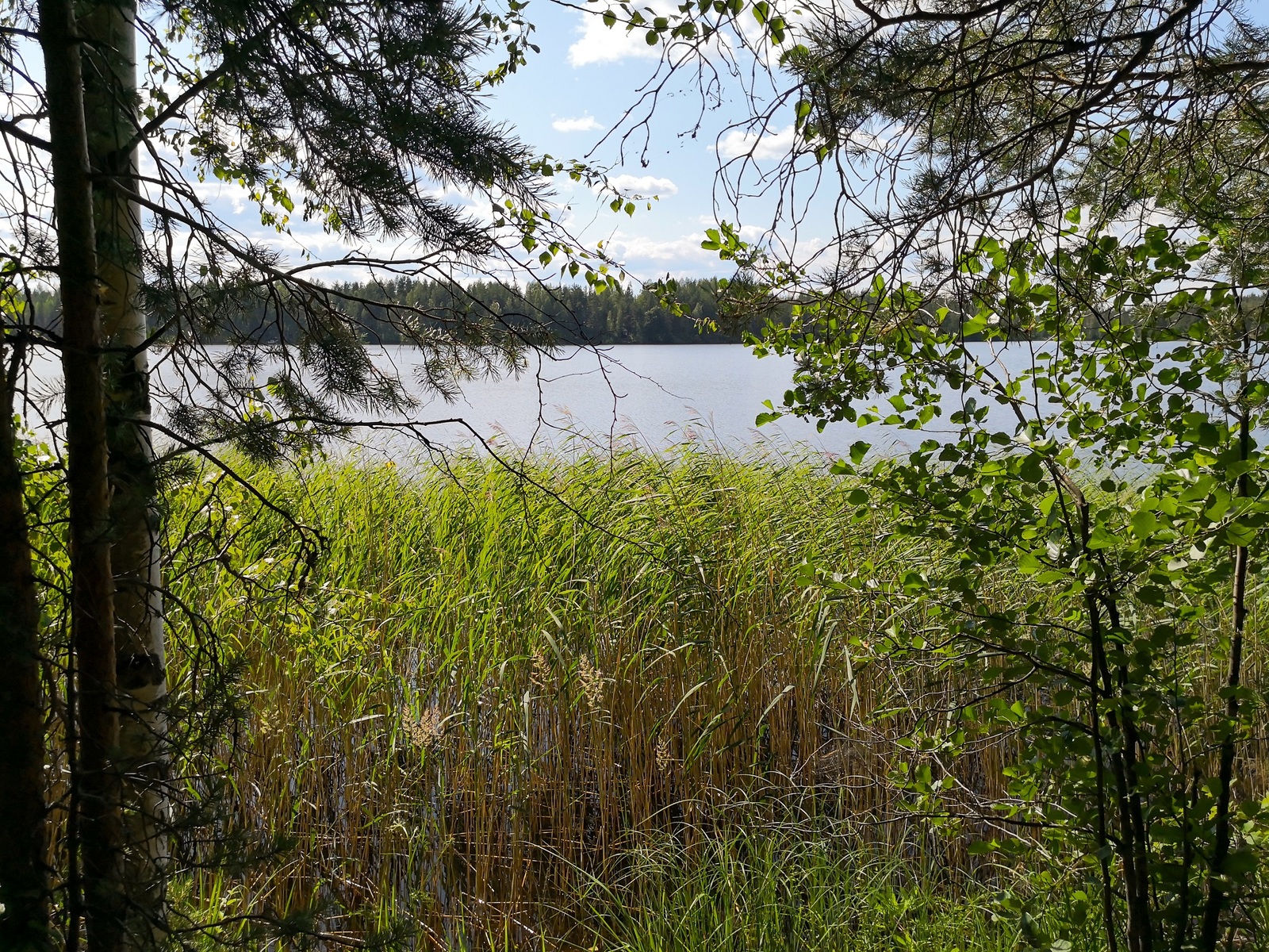 Männyt, koivu ja lepät reunustavat kesäistä järvimaisemaa. Rantavedessä kasvaa ruovikkoa.