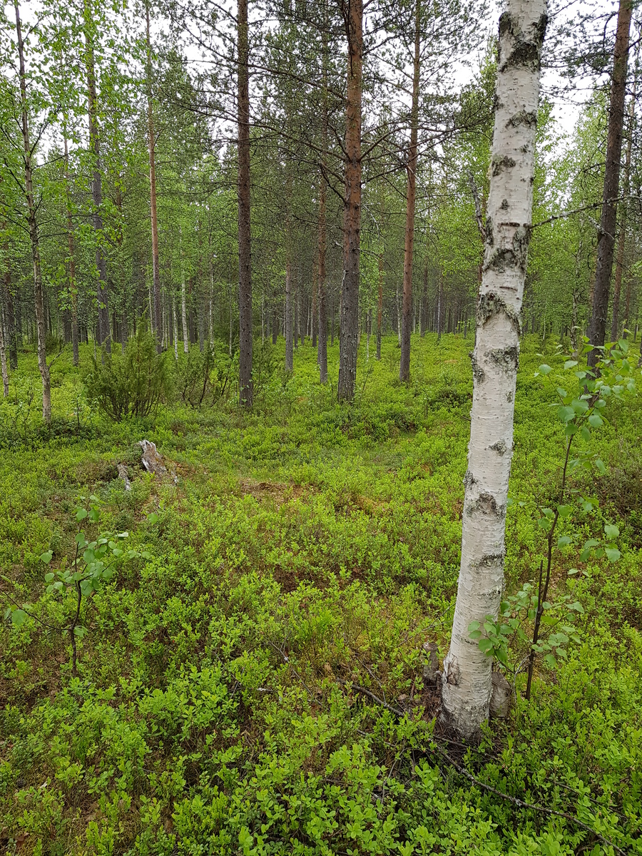 Mäntyvaltaisen metsän aluskasvillisuutena on mustikanvarpuja.