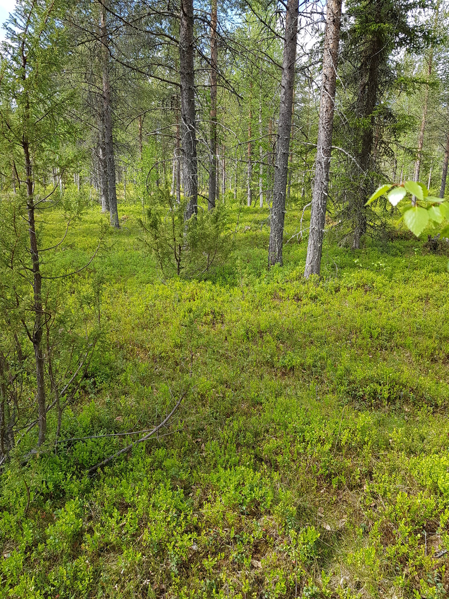 Mäntyvaltaisessa metsässä kasvaa myös kuusia, koivuja ja katajia. Aluskasvillisuutena on mustikkaa.