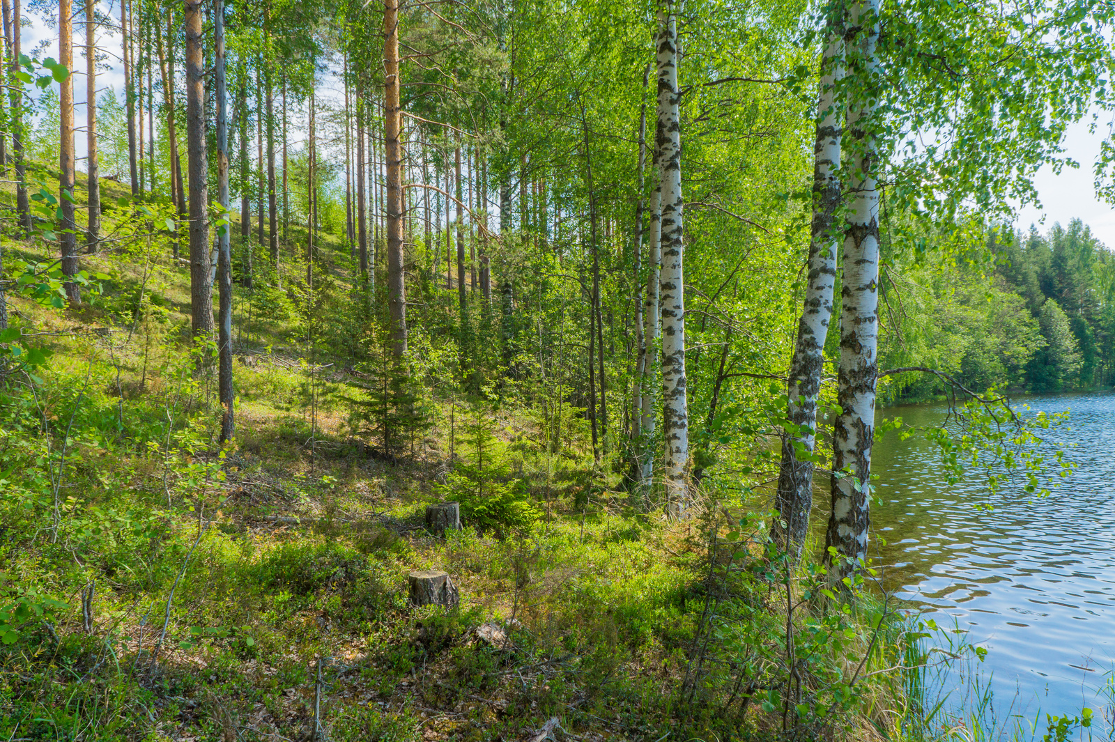 Mäntyvaltainen metsä kasvaa rannalle laskeutuvassa rinteessä. Koivut reunustavat järveä.