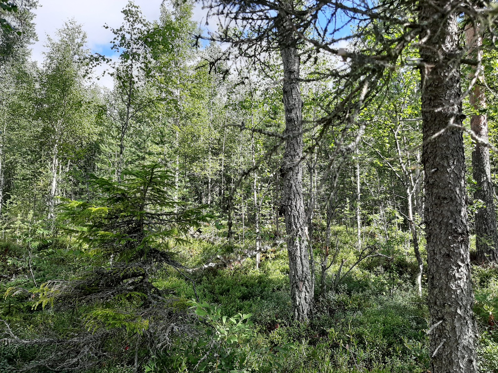 Aurinko paistaa tiheäkasvuiseen sekametsään.