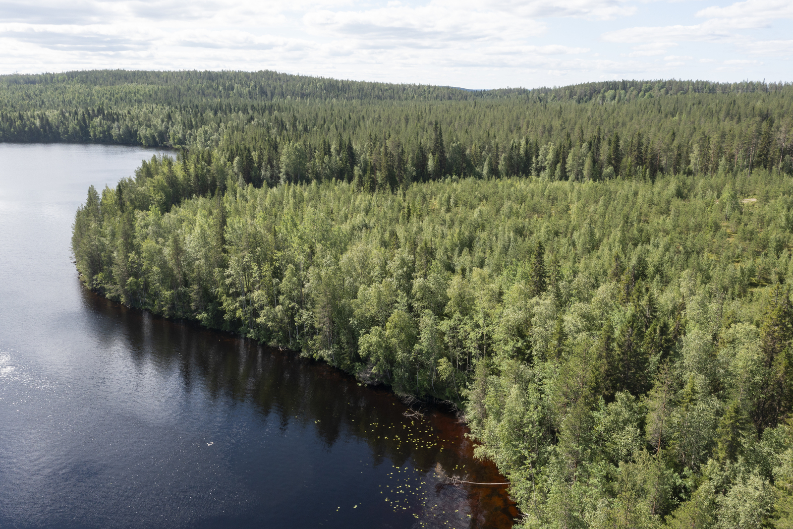 Ilmakuva, jossa näkyy metsäistä järven rantaa