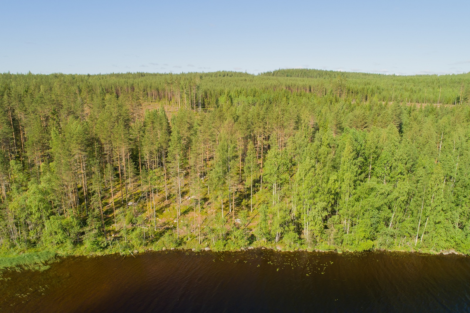 Rantaviivasta alkaa horisonttiin ulottuva kesäinen sekametsä. Taustalla on hakkuuaukkoja. Ilmakuva.