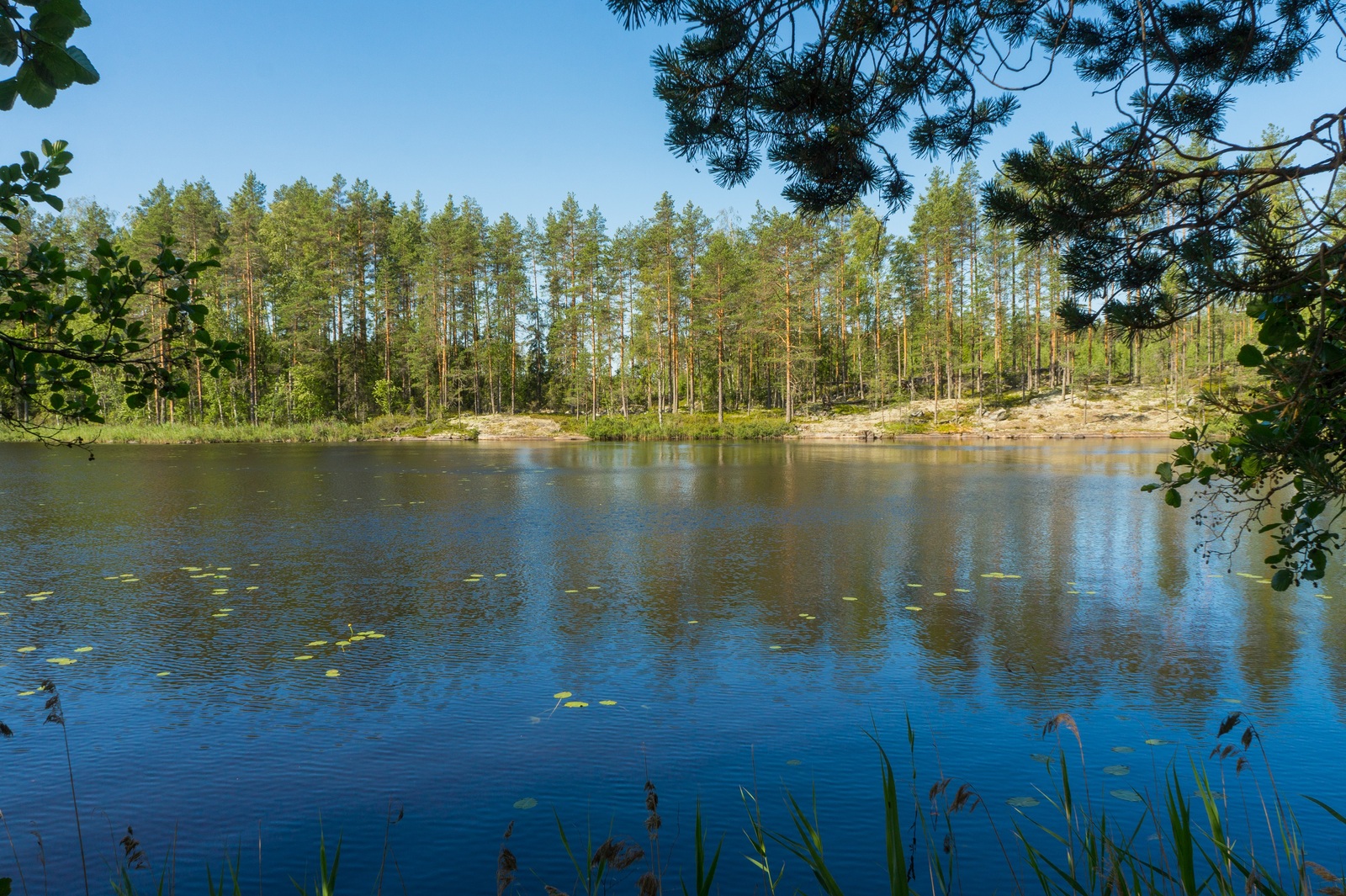 Puiden oksat reunustavat kesäistä järvimaisemaa. Vastarannalla on kallioista rantaa ja mäntymetsää.