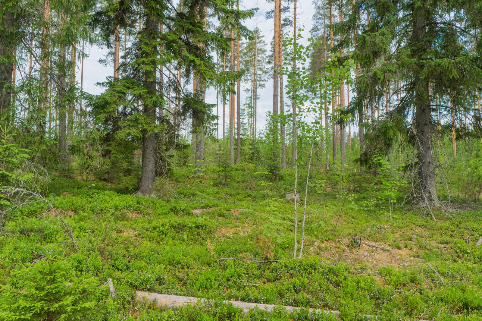 Kesäisessä sekametsässä kasvaa lehtipuita, mäntyjä ja suuria kuusia.