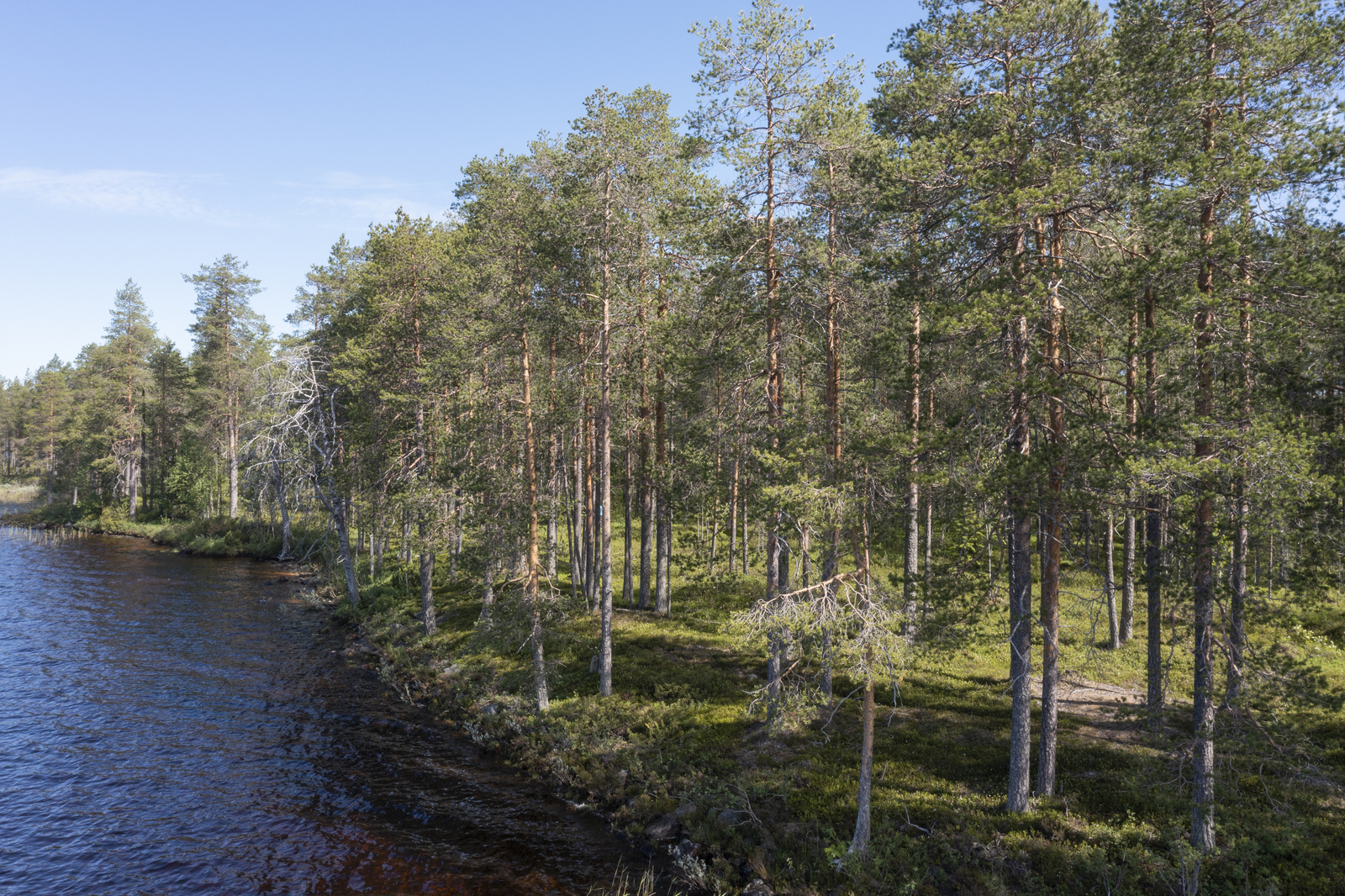 Mäntyvaltainen metsä reunustaa järveä vasemmalle kaartuvassa rantaviivassa.Mäntyvaltainen metsä reun