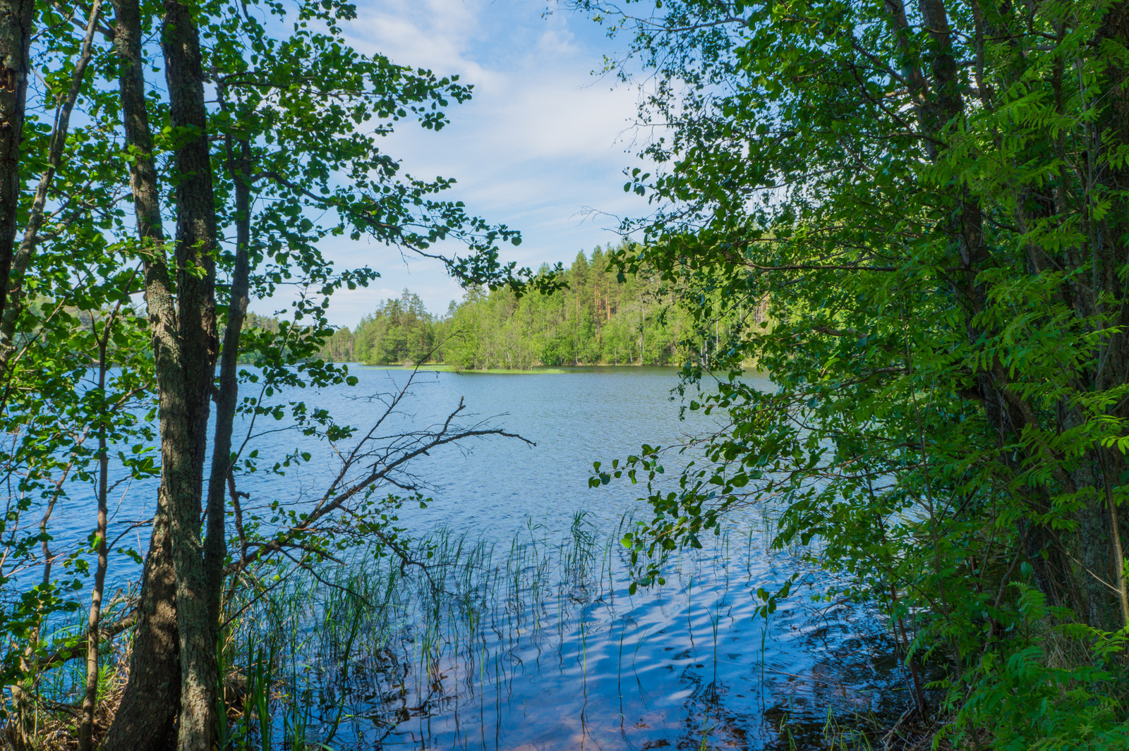 Lehtipuut reunustavat kesäistä järvimaisemaa. Rantavedessä on vesikasveja ja taivaalla poutapilviä.