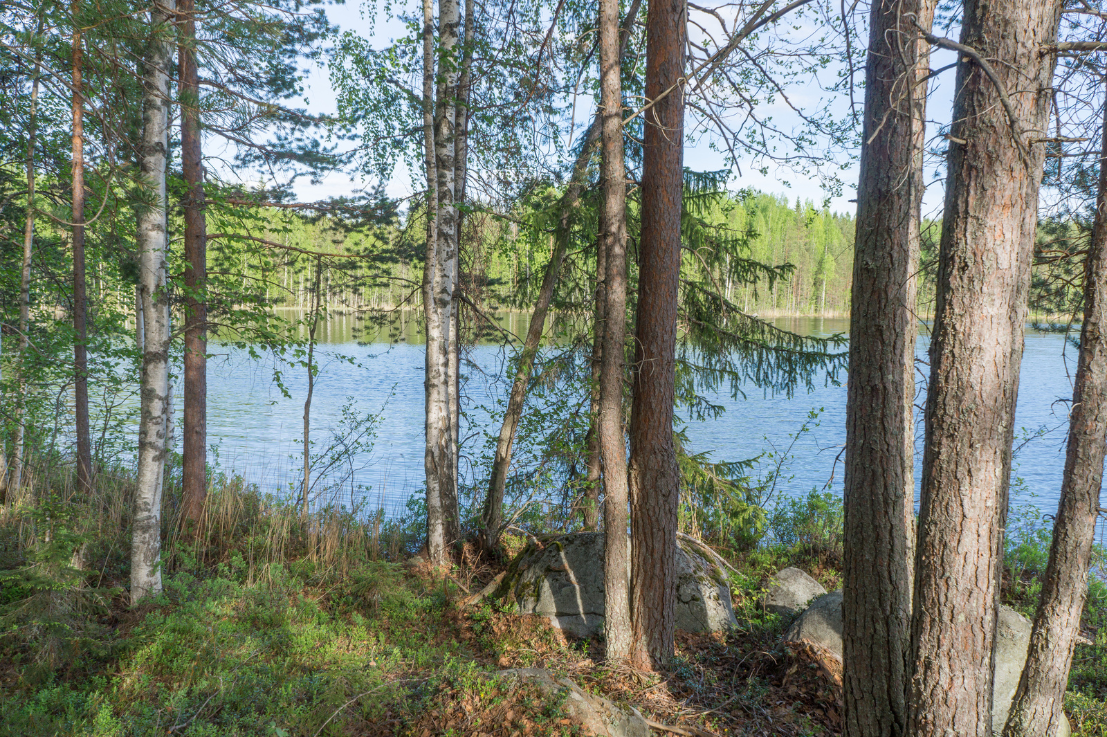 Rannassa kasvavien puiden takana avautuu kesäinen järvimaisema. Mäntyjen juurilla on kiviä.