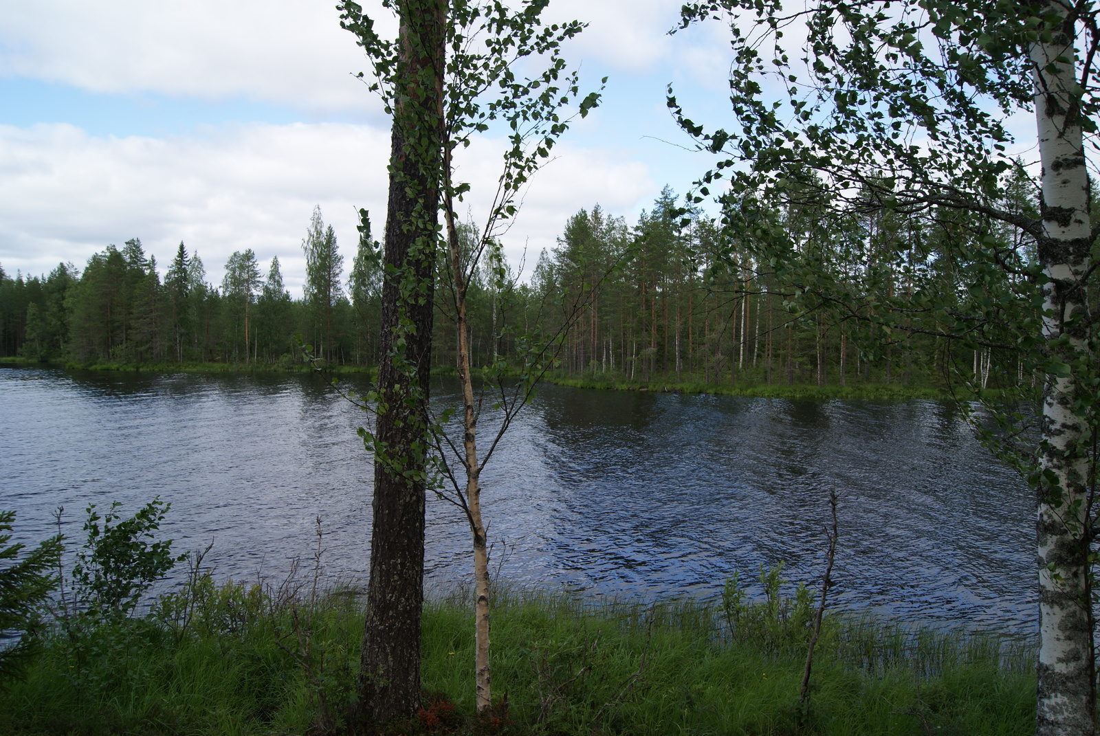 Rannassa kasvavan männyn ja koivujen takana avautuu kesäinen järvimaisema.