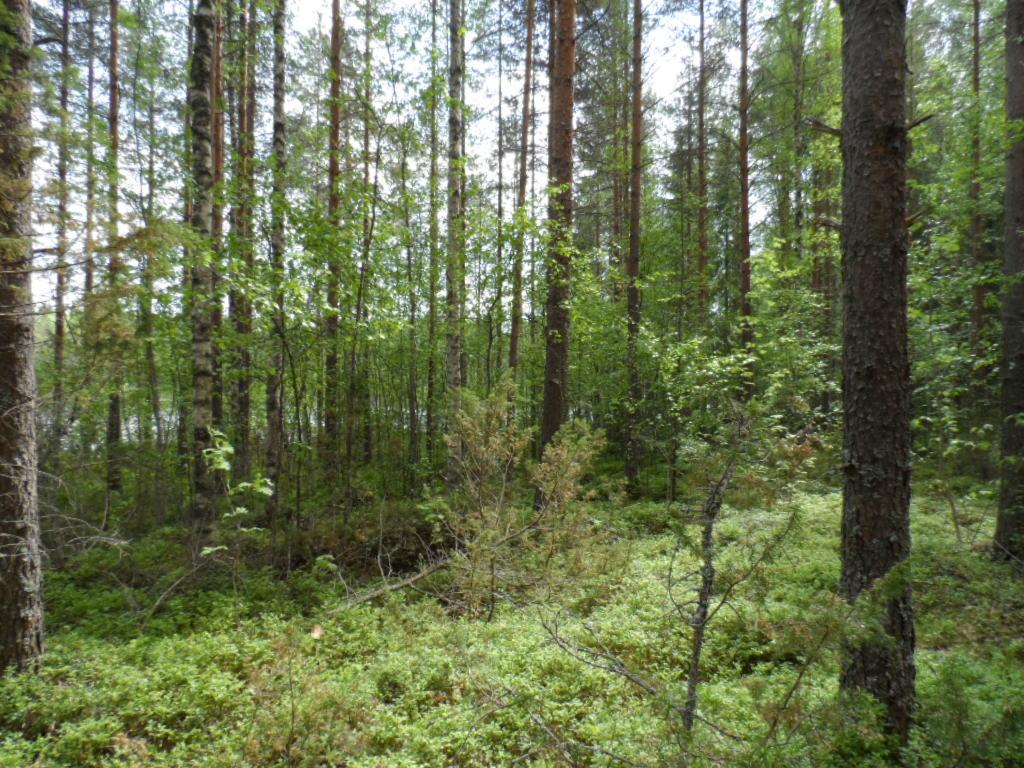 Kesäisen vehreässä metsässä kasvaa mäntyjä, katajia ja koivuja. Puiden takana pilkottaa järvi.