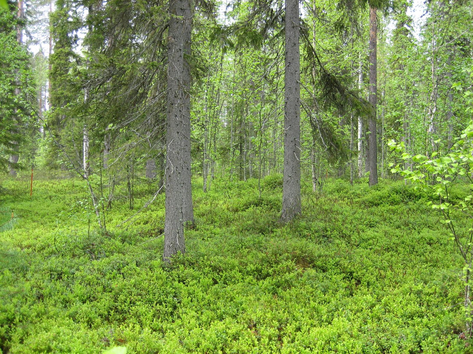 Kuusivaltaisessa metsässä kasvaa myös koivuja. Aluskasvillisuutena on mustikanvarpuja.