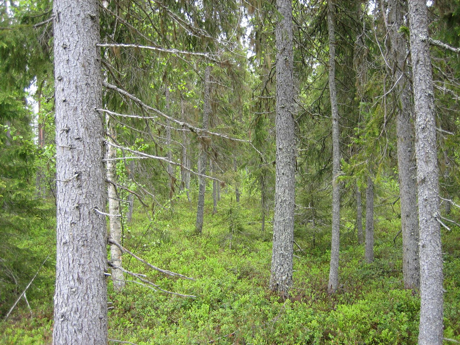 Kesäisessä sekametsässä kasvaa koivuja, kuusia ja mäntyjä.