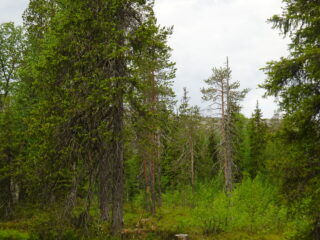 Sekametsän puiden lomasta pilkottaa taustalla kohoava rakkakivinen tunturi.