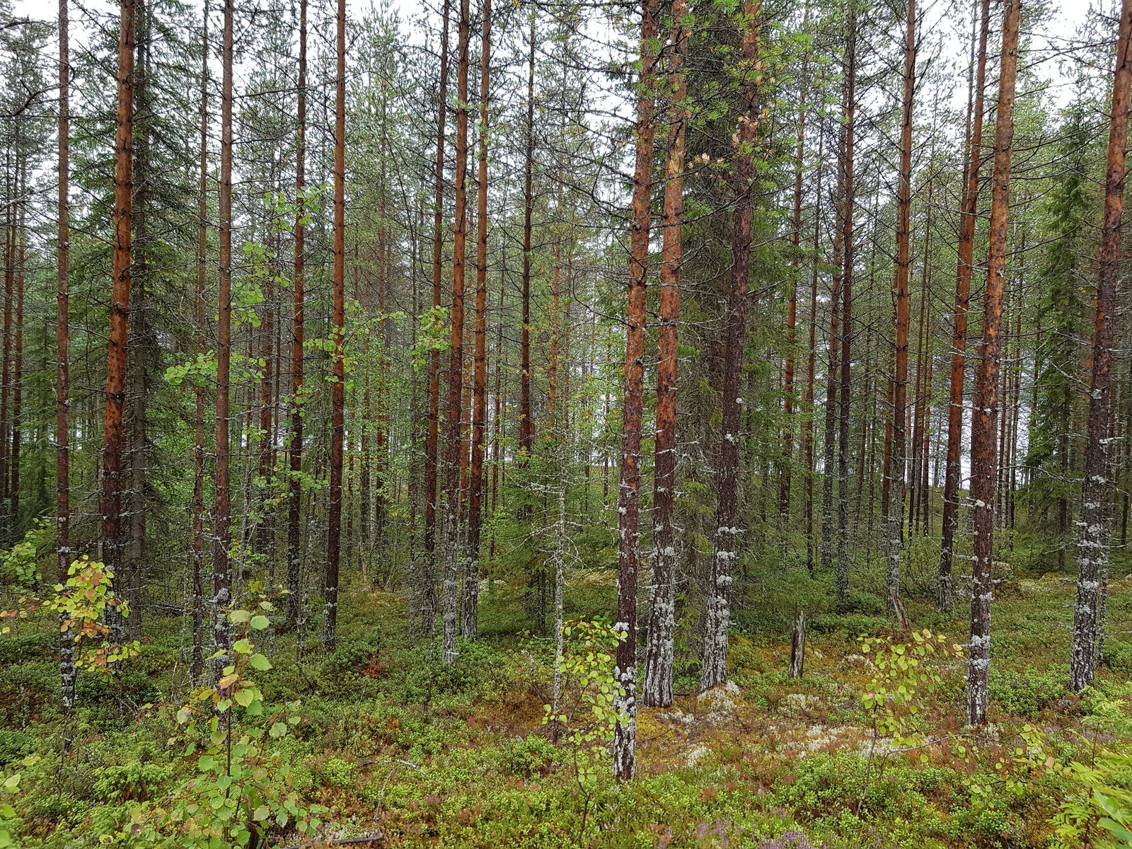 Mäntyvaltaisessa metsässä kasvaa myös kuusia ja nuoria lehtipuita.