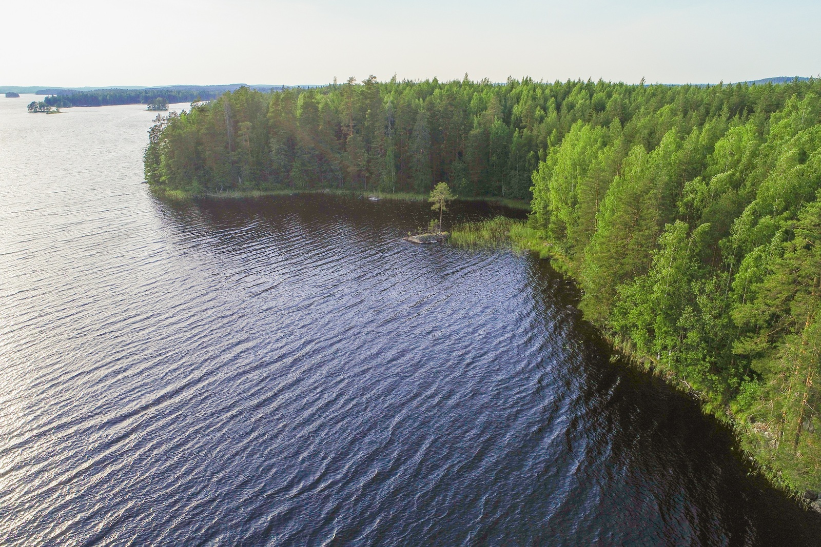 Kesäinen sekametsä reunustaa järveä. Metsäinen niemi kurottaa kohti järvenselkää. Ilmakuva.