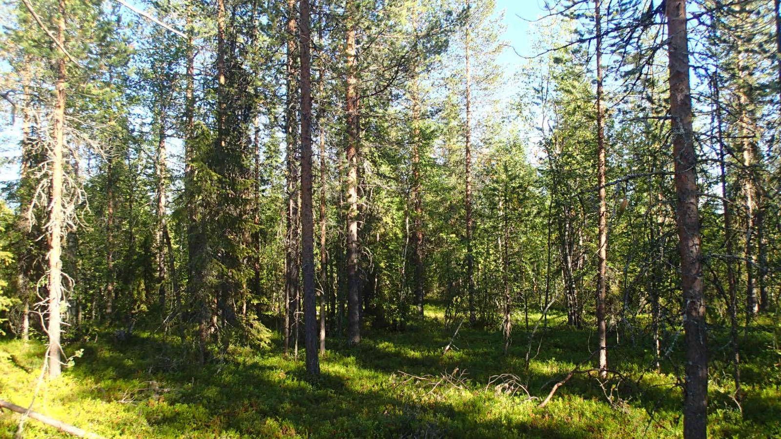 Aurinko luo varjoja sekametsään.