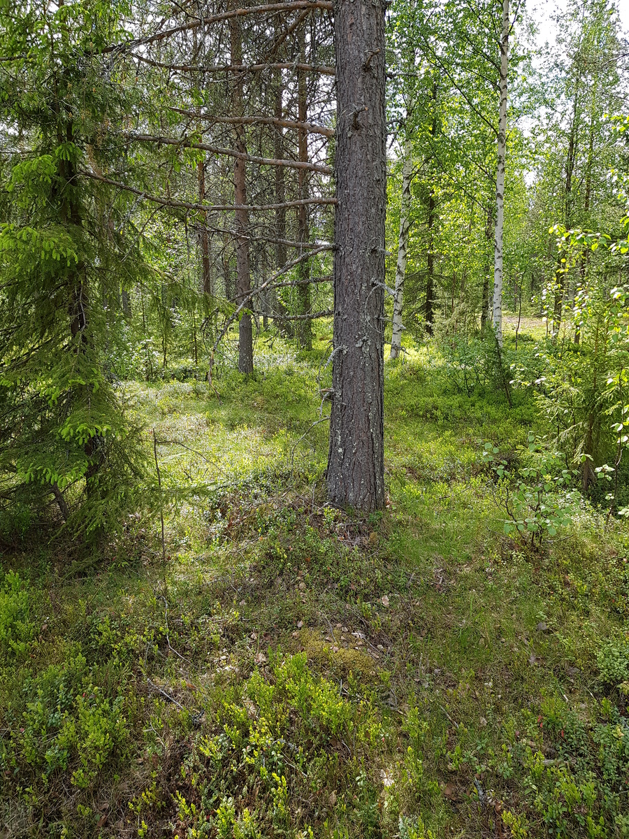 Kesäisessä sekametsässä kasvaa mäntyjä, kuusia ja koivuja.