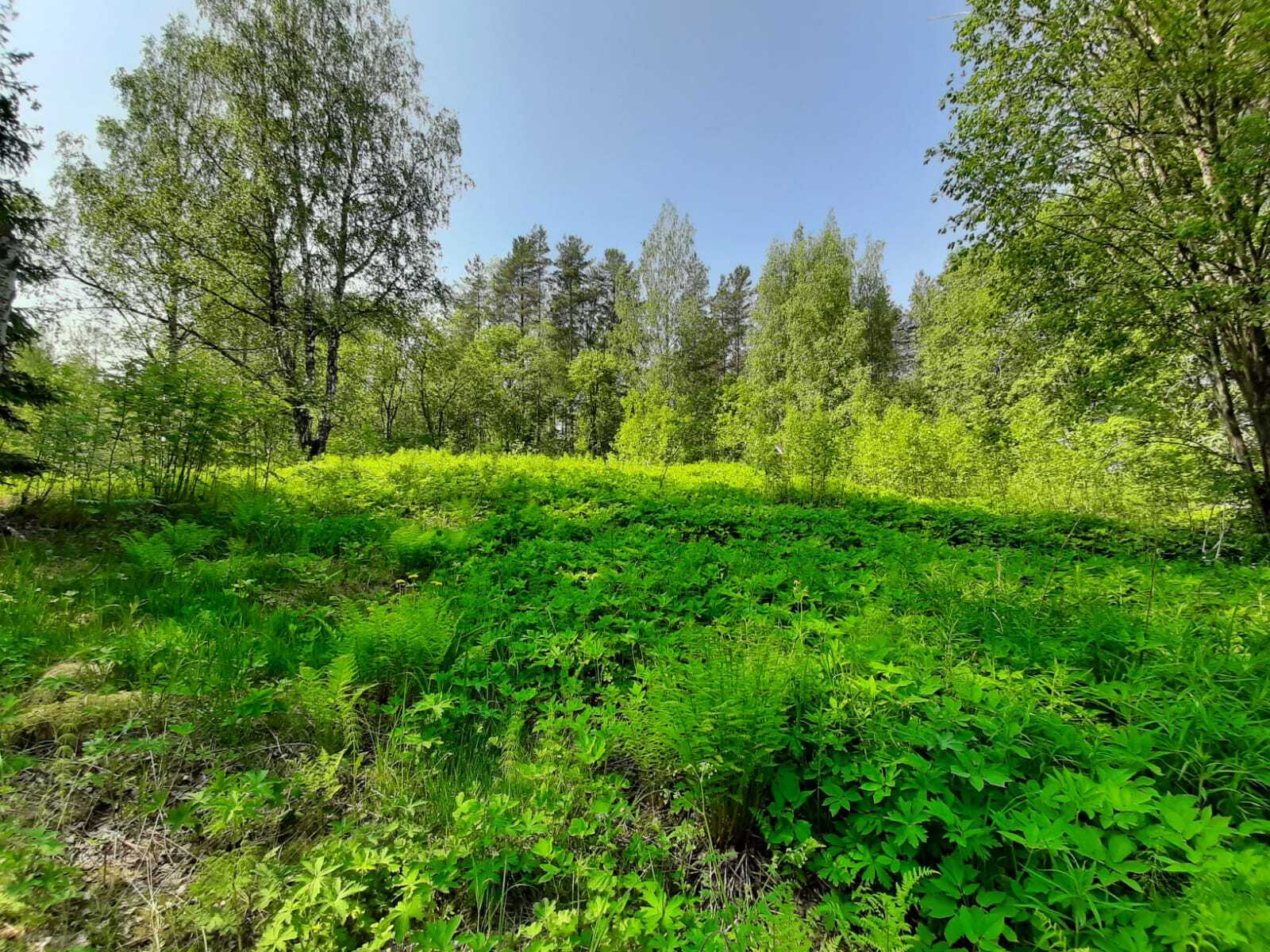 Aukealla alueella kasvaa saniaisia ja muuta aluskasvillisuutta ja taustalla on lehtipuita ja mäntyjä