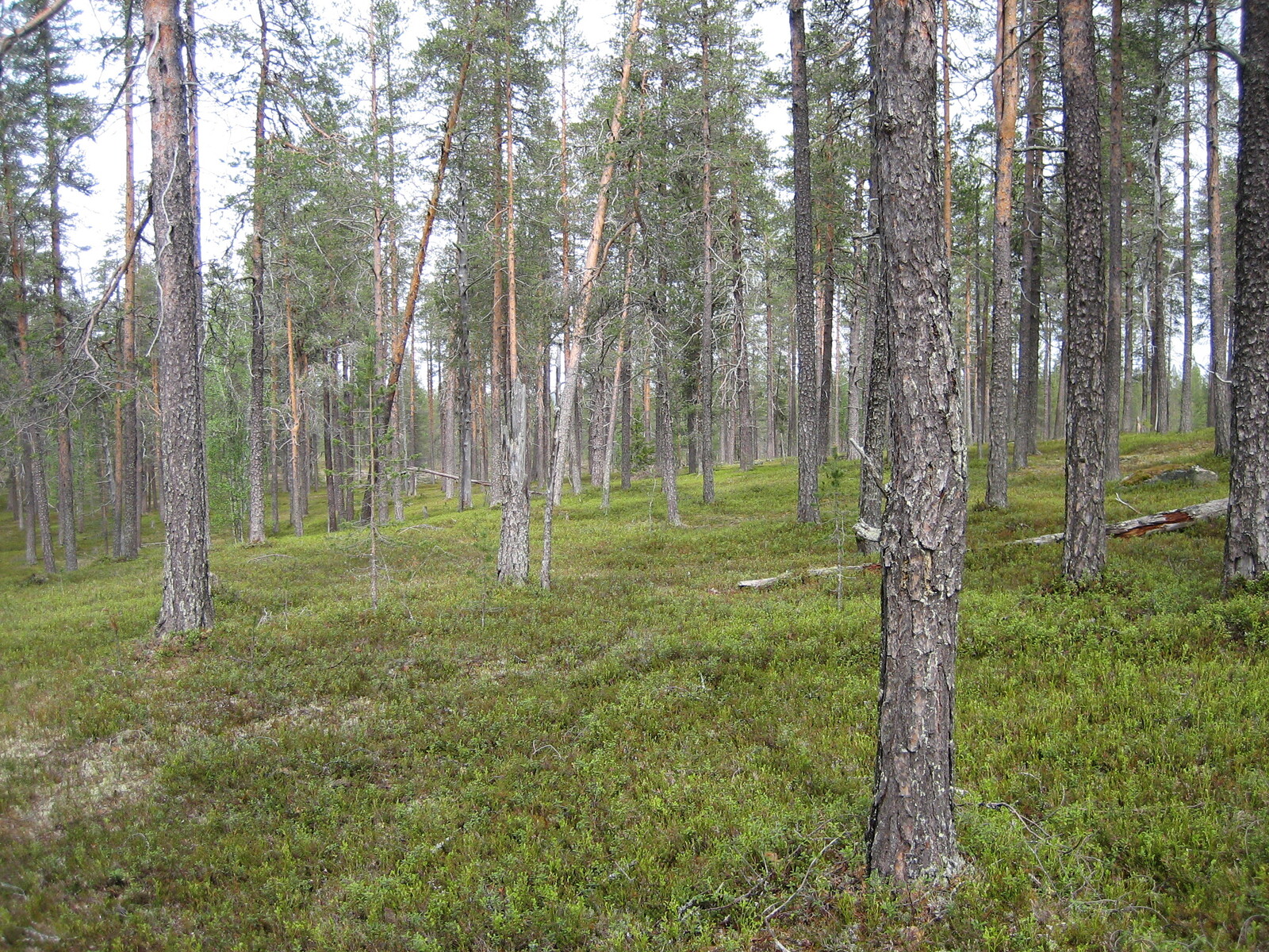 Kesäinen mäntykangas kasvaa loivasti kumpuilevassa maastossa.