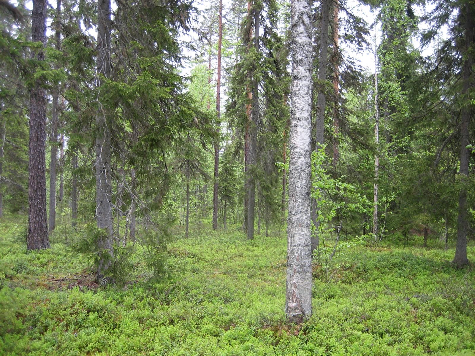 Kesäisessä sekametsässä kasvaa koivuja, kuusia ja mäntyjä.