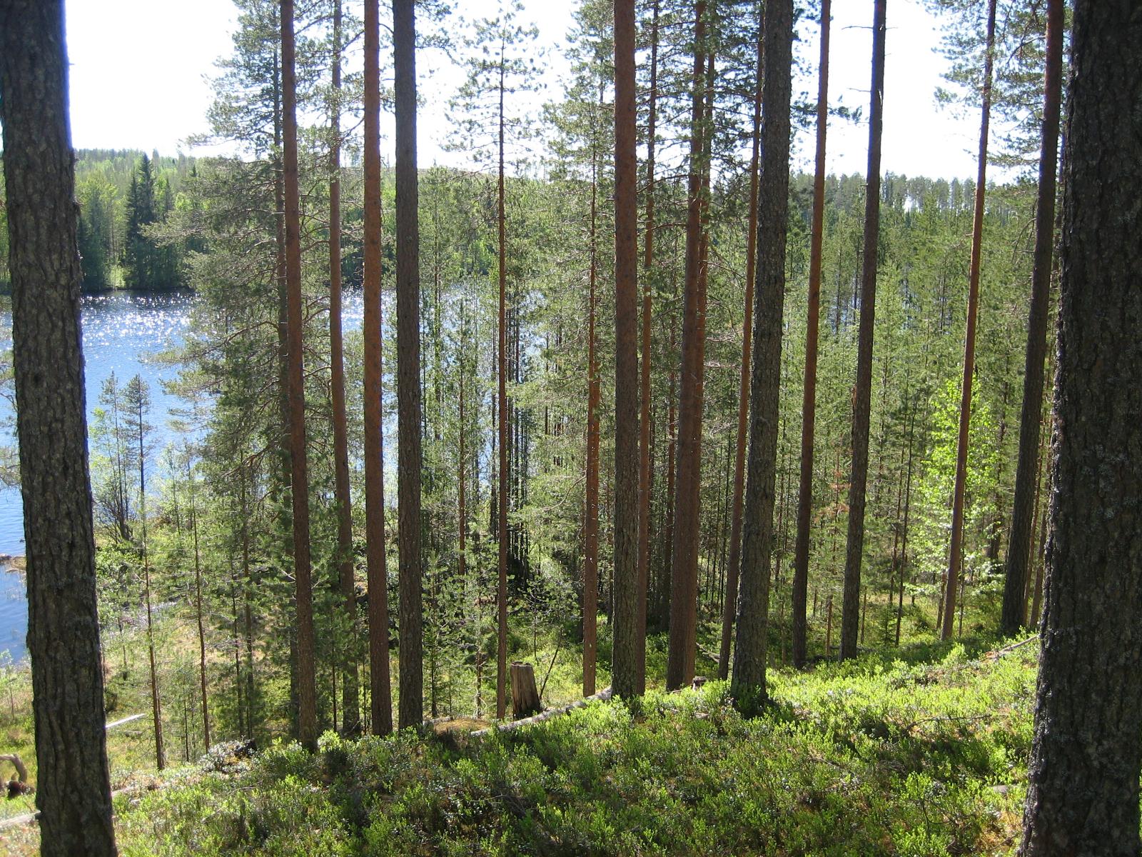 Mäntyvaltainen metsä kasvaa rantaan laskeutuvassa rinteessä. Taustalla häämöttää järvimaisema.