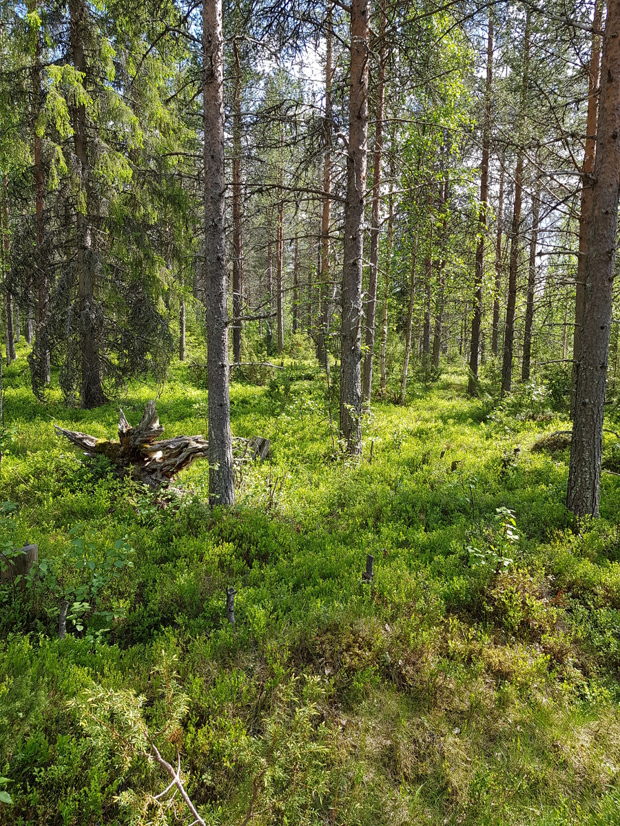 Aurinko paistaa kesäiseen havupuuvaltaiseen metsään. Vasemmalla on monihaarainen kanto.