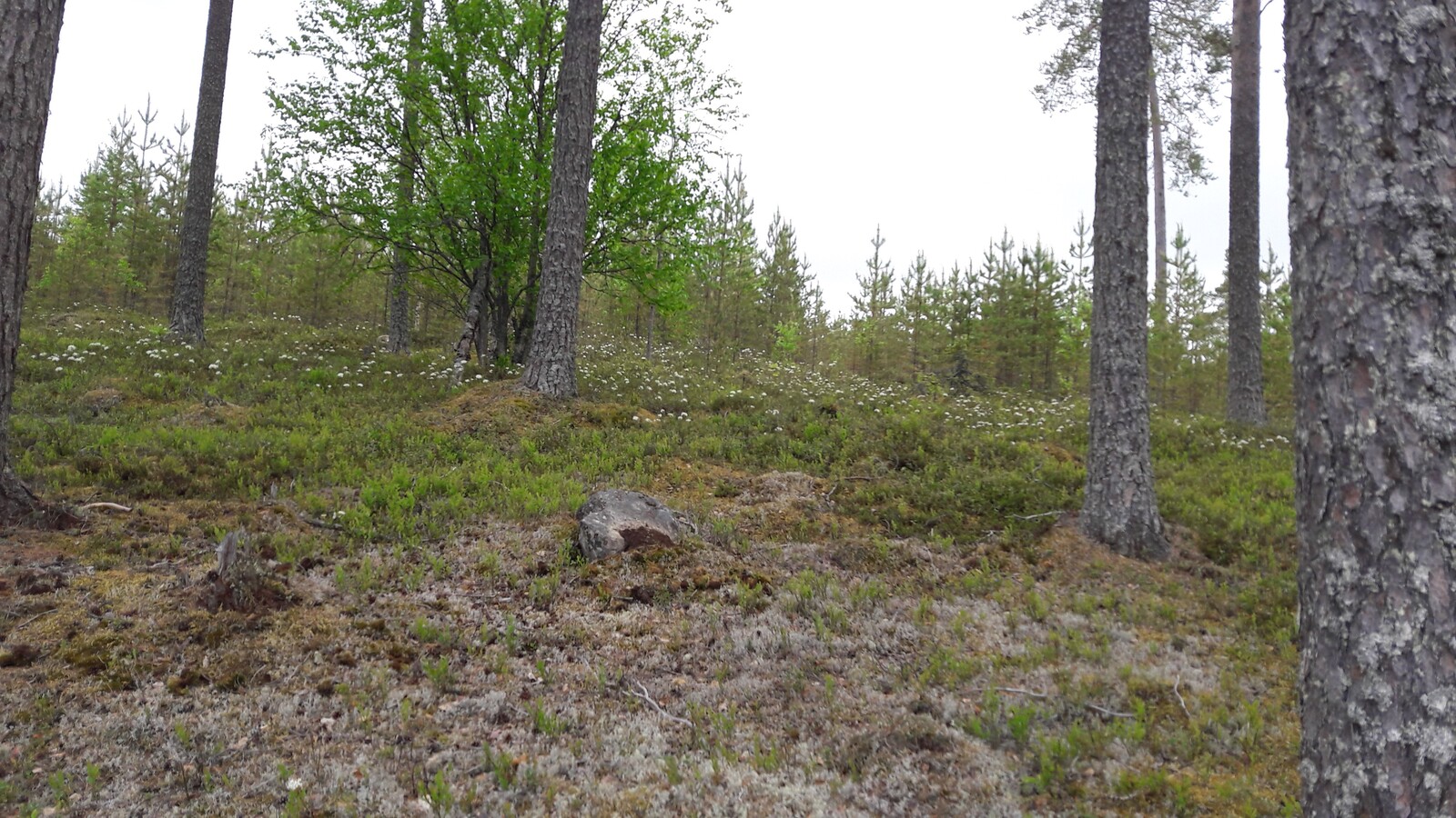 Männyt kasvavat loivasti laskeutuvassa rinteessä. Suopursut kukkivat ja taustalla on mäntytaimikko.