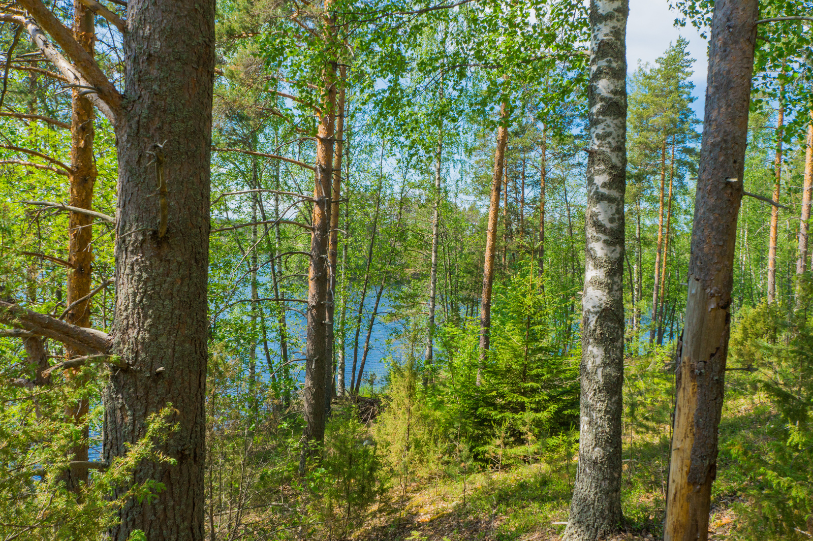 Aurinkoisessa rinteessä kasvavan kesäisen sekametsän takana häämöttää järvimaisema.