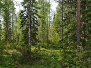 Vehreä sekametsä alkukesän auringossa. Etualalla kasvaa katajia.