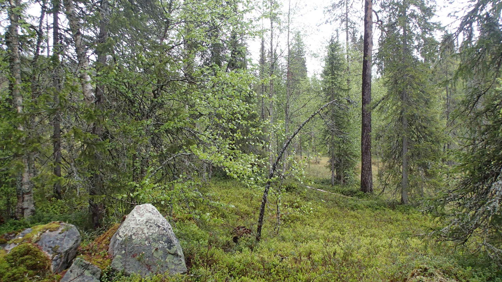 Sekametsän puiden takana pilkottaa pieni suo. Etuvasemmalla on suurehkoja kiviä puiden juurella.