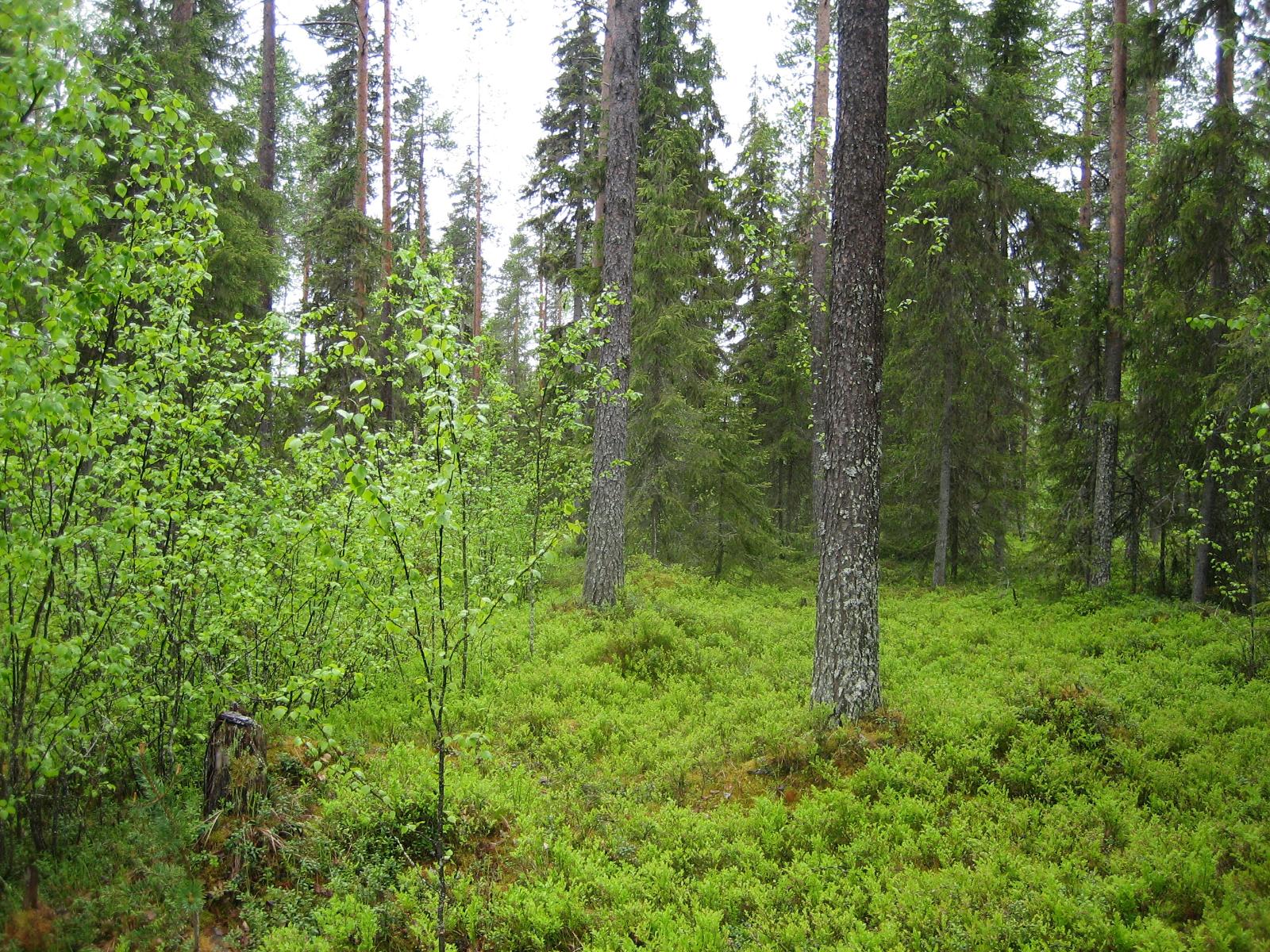 Kesäisessä sekametsässä kasvaa koivuja, kuusia ja mäntyjä.