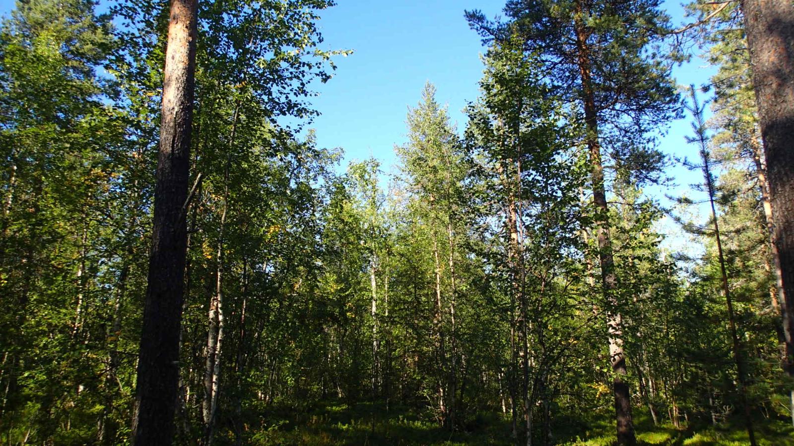 Aurinko paistaa sekametsän puiden latvuksiin ja luo varjoja metsään.