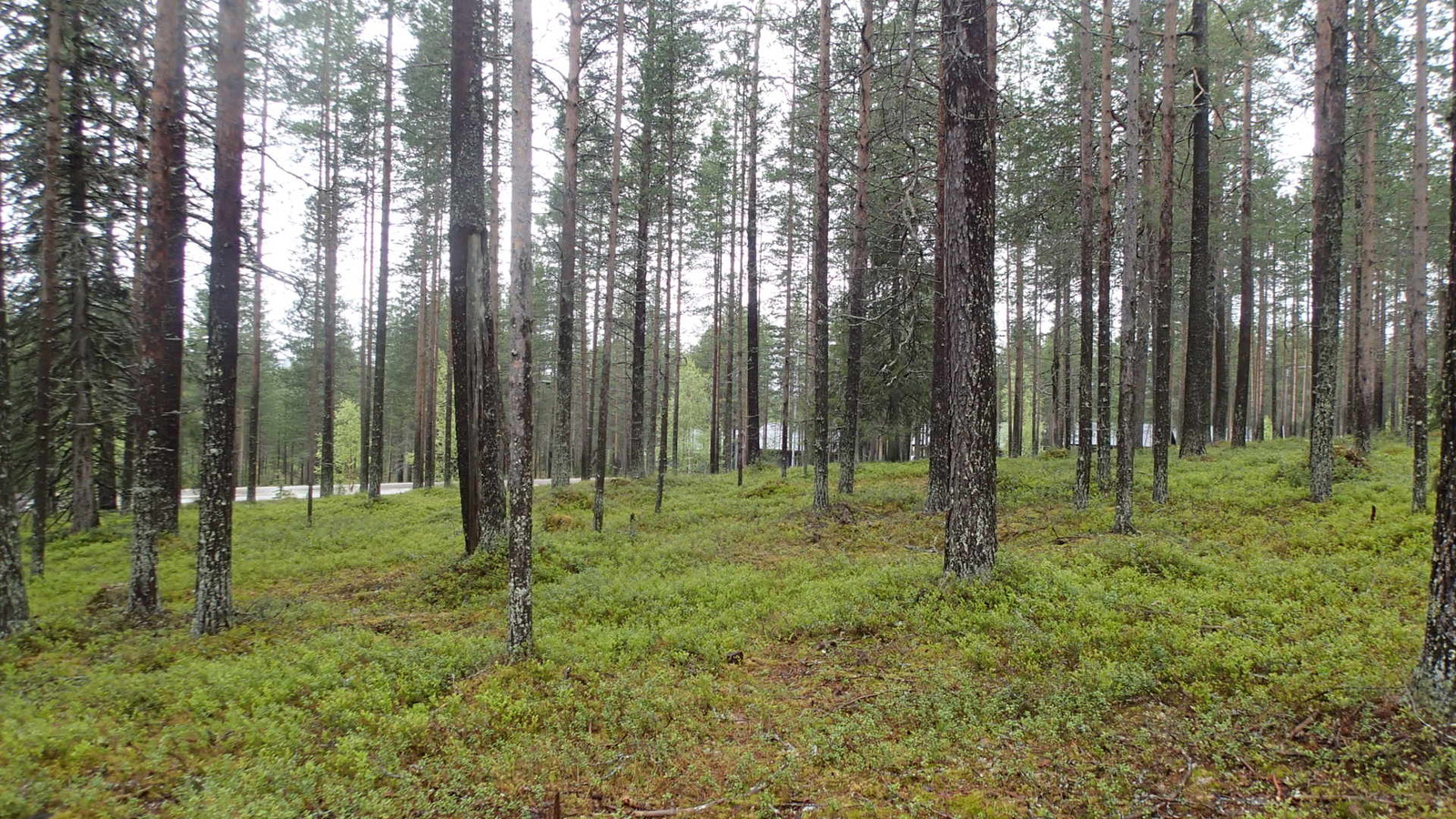 Avaran mäntykankaan takana kulkee tie. Puiden takana pilkottaa mökkejä.