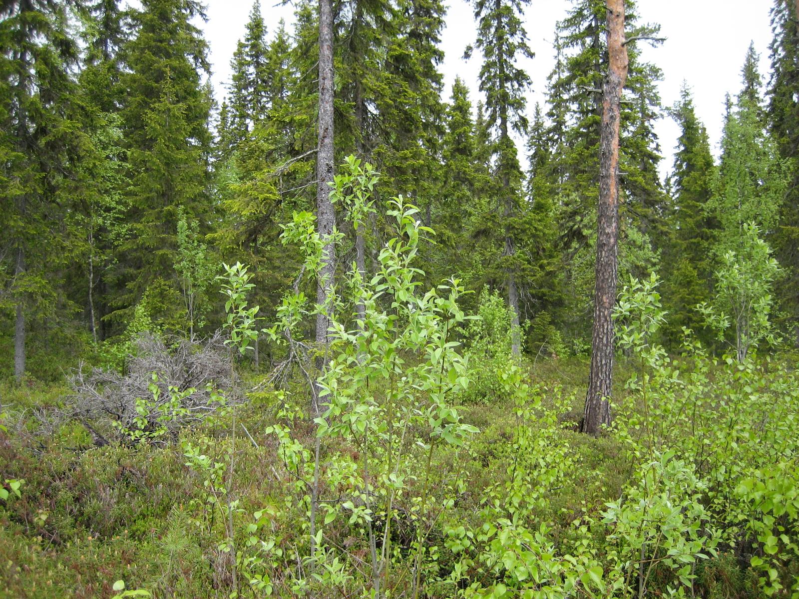Havupuuvaltaisessa metsässä kasvaa myös koivuja ja pajuja.
