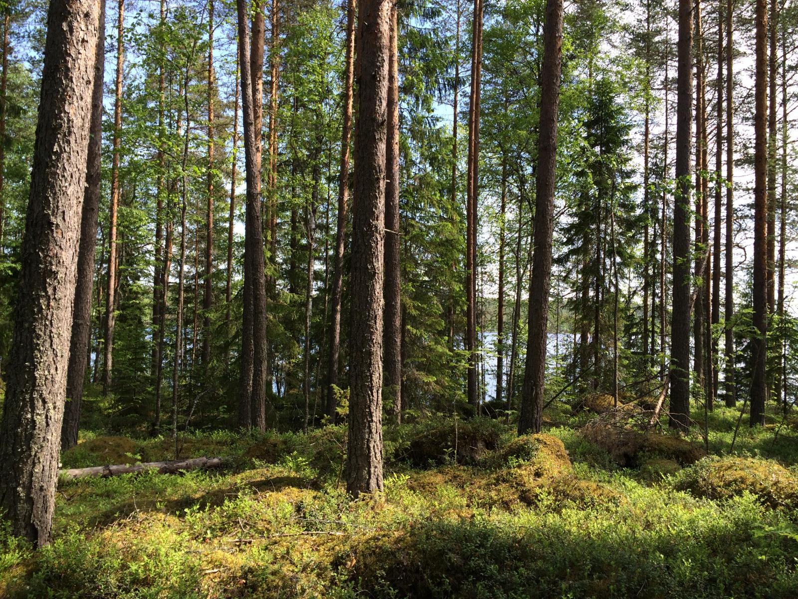 Rannan tuntumassa kasvavan havupuuvaltaisen metsän takana häämöttää järvi.