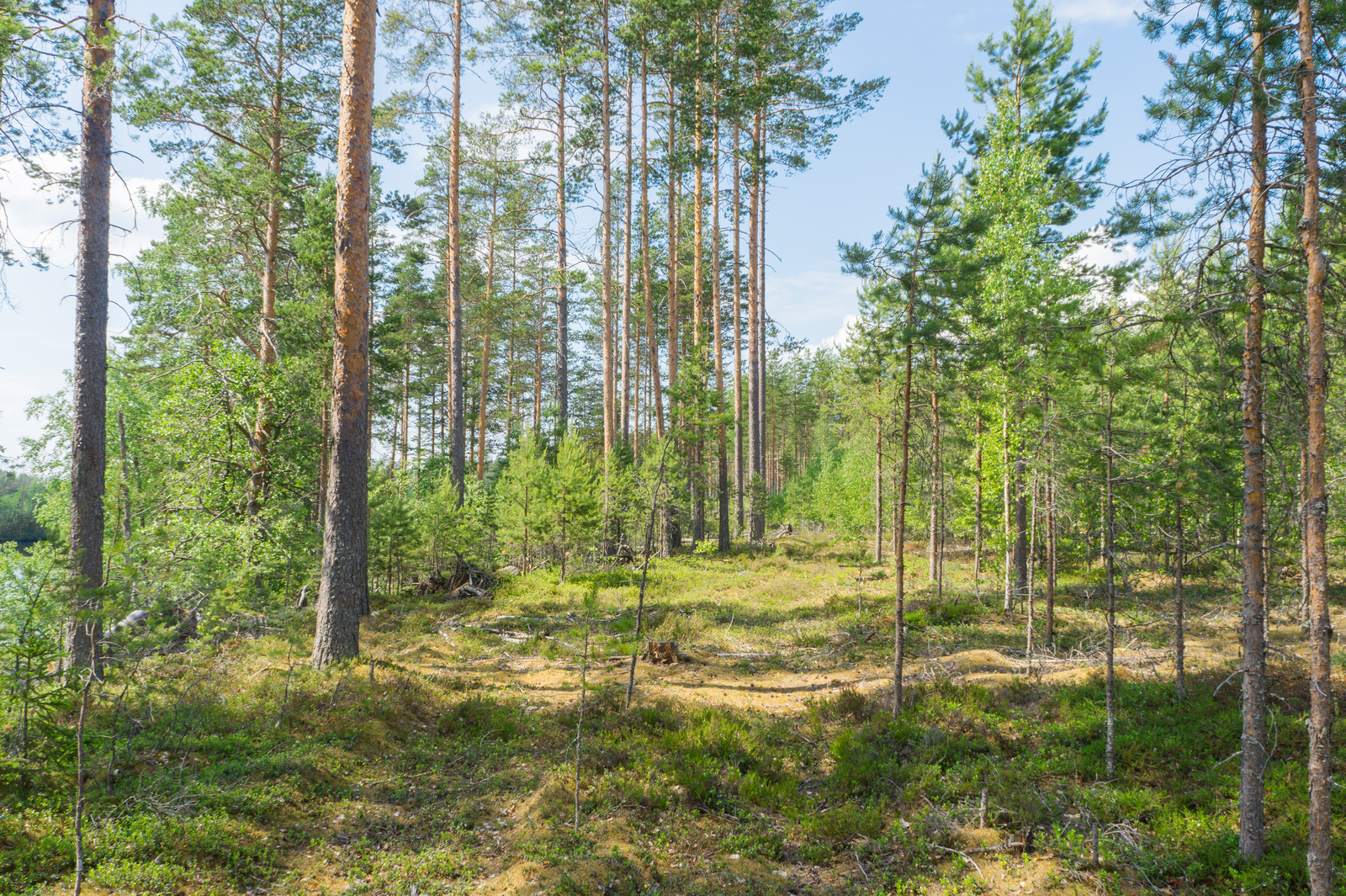 Valoisassa mäntymetsässä kasvaa eri-ikäisiä puita.