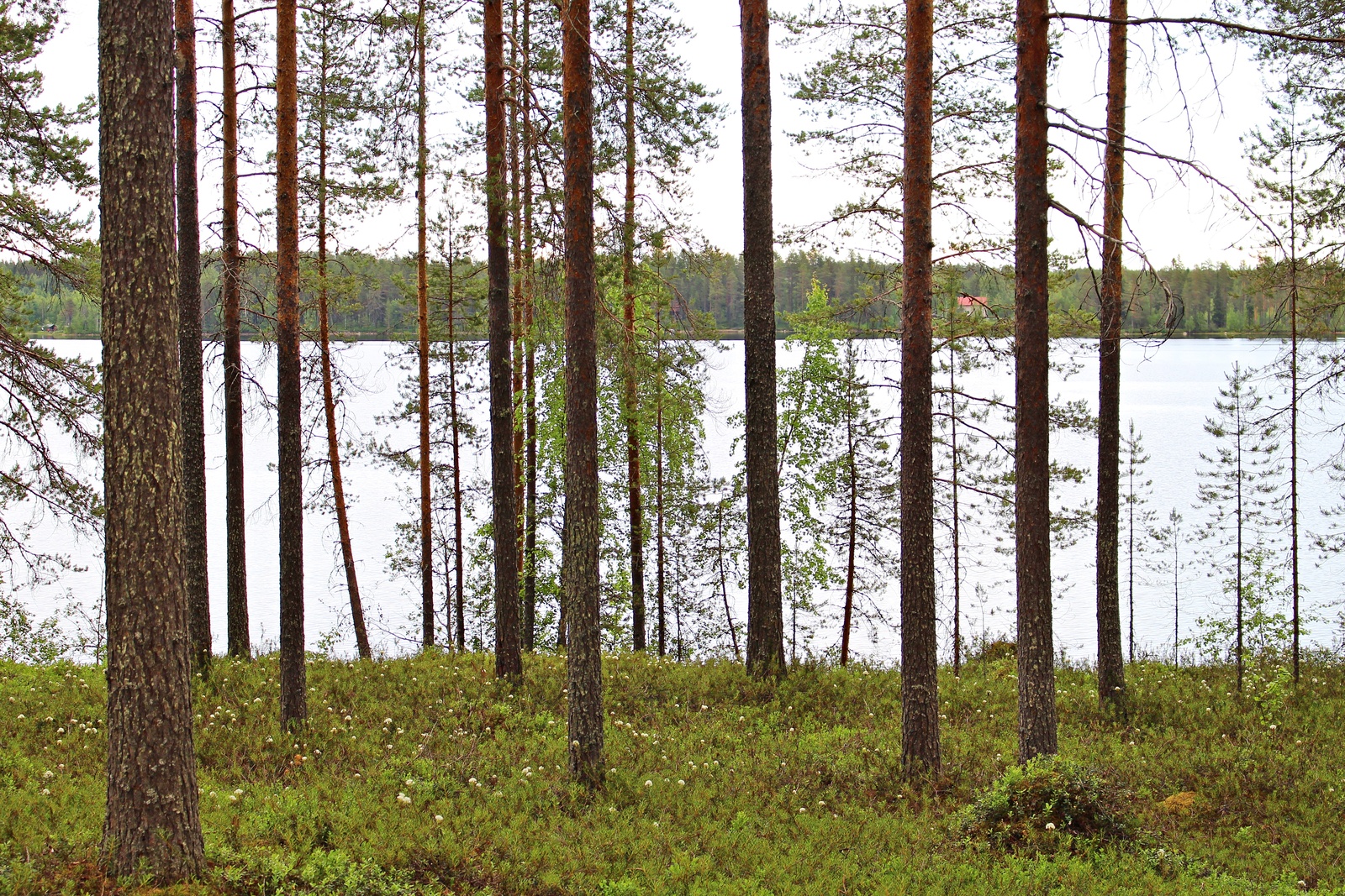 Rannassa kasvavien mäntyjen ja koivujen takana aukeaa järvimaisema. Suopursut kukkivat.