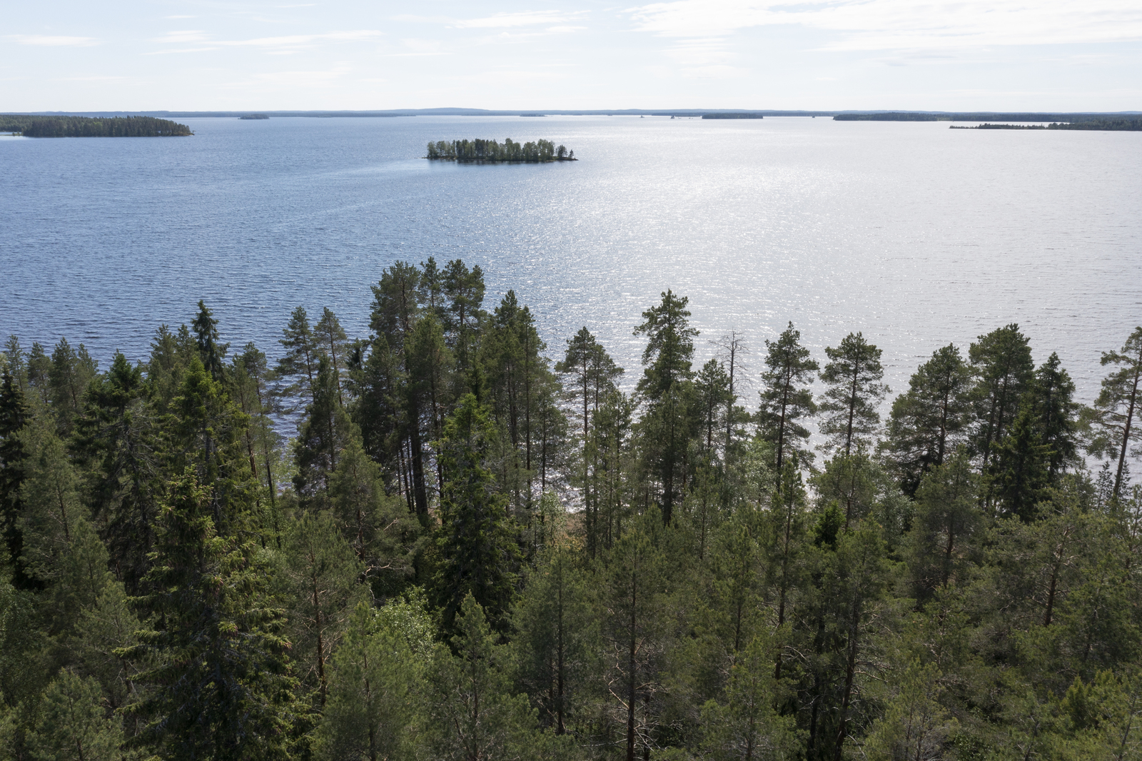 Havumetsän takana avautuu kesäinen järvimaisema. Järvenselällä on saari. Ilmakuva.