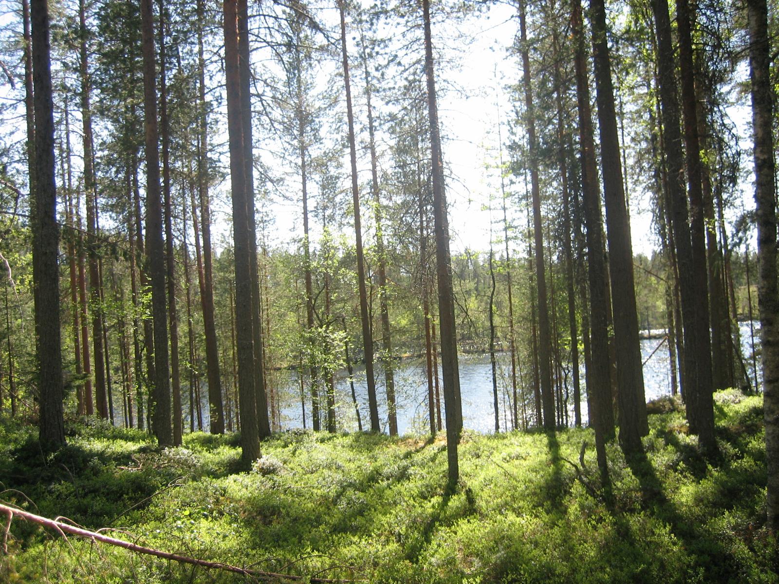 Mäntyvaltaisen metsän takana häämöttää järvimaisema.