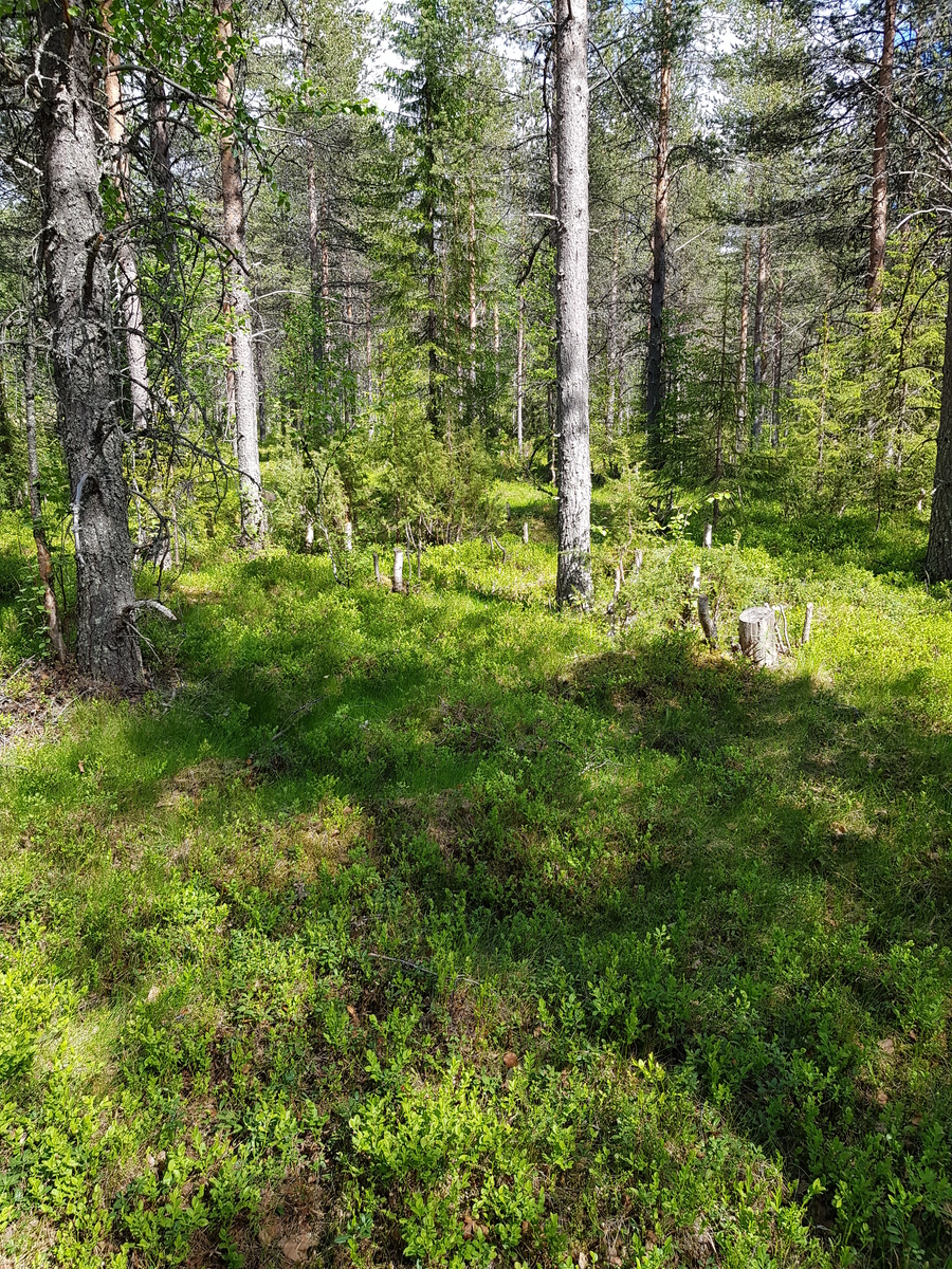 Aurinko paistaa kesäiseen, havupuuvaltaiseen metsään. Etualalla on mustikanvarpuja ja kantoja.