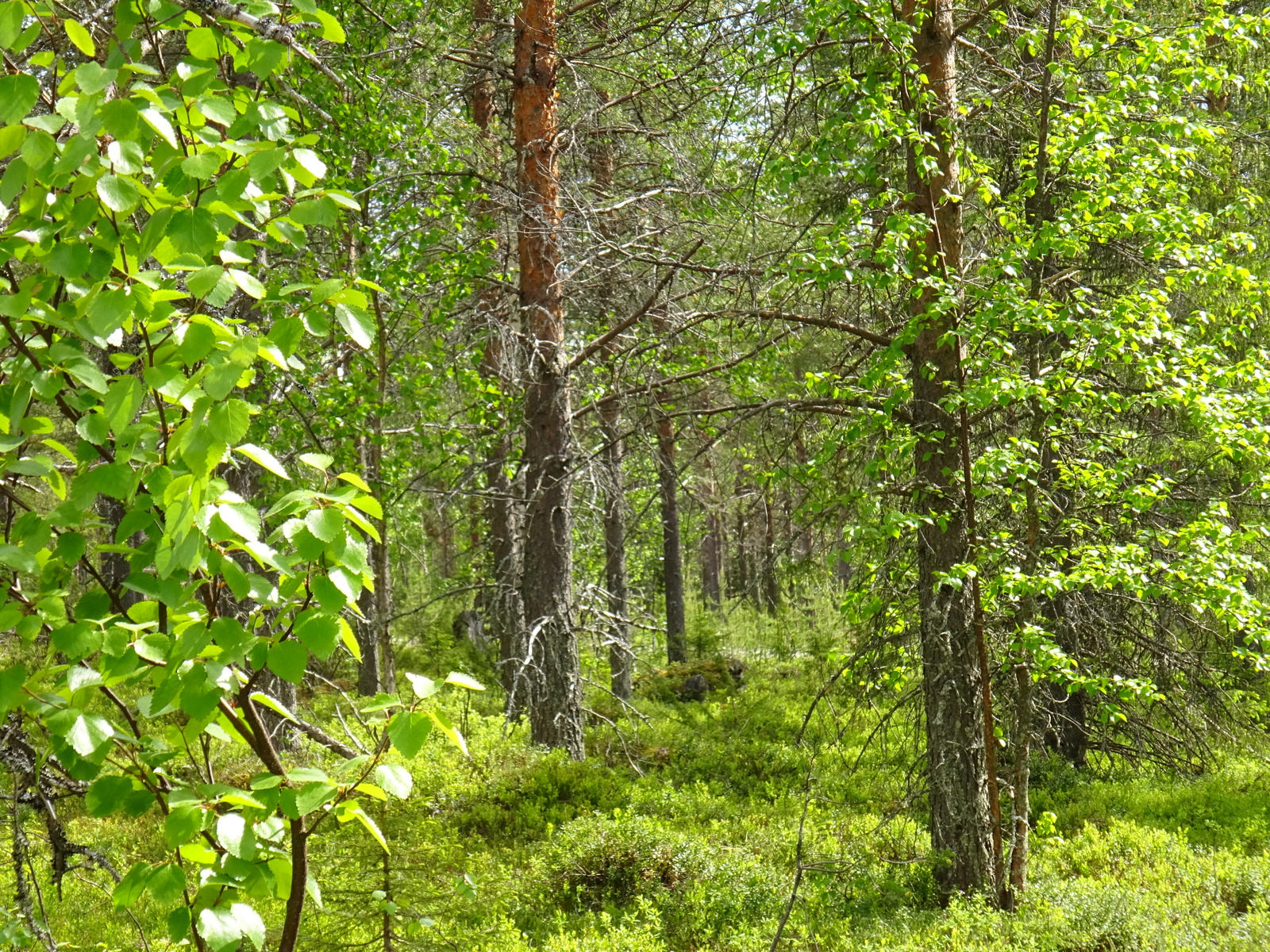 Mäntyvaltaisessa metsässä kasvaa koivuja, joissa on tuoreet lehdet.