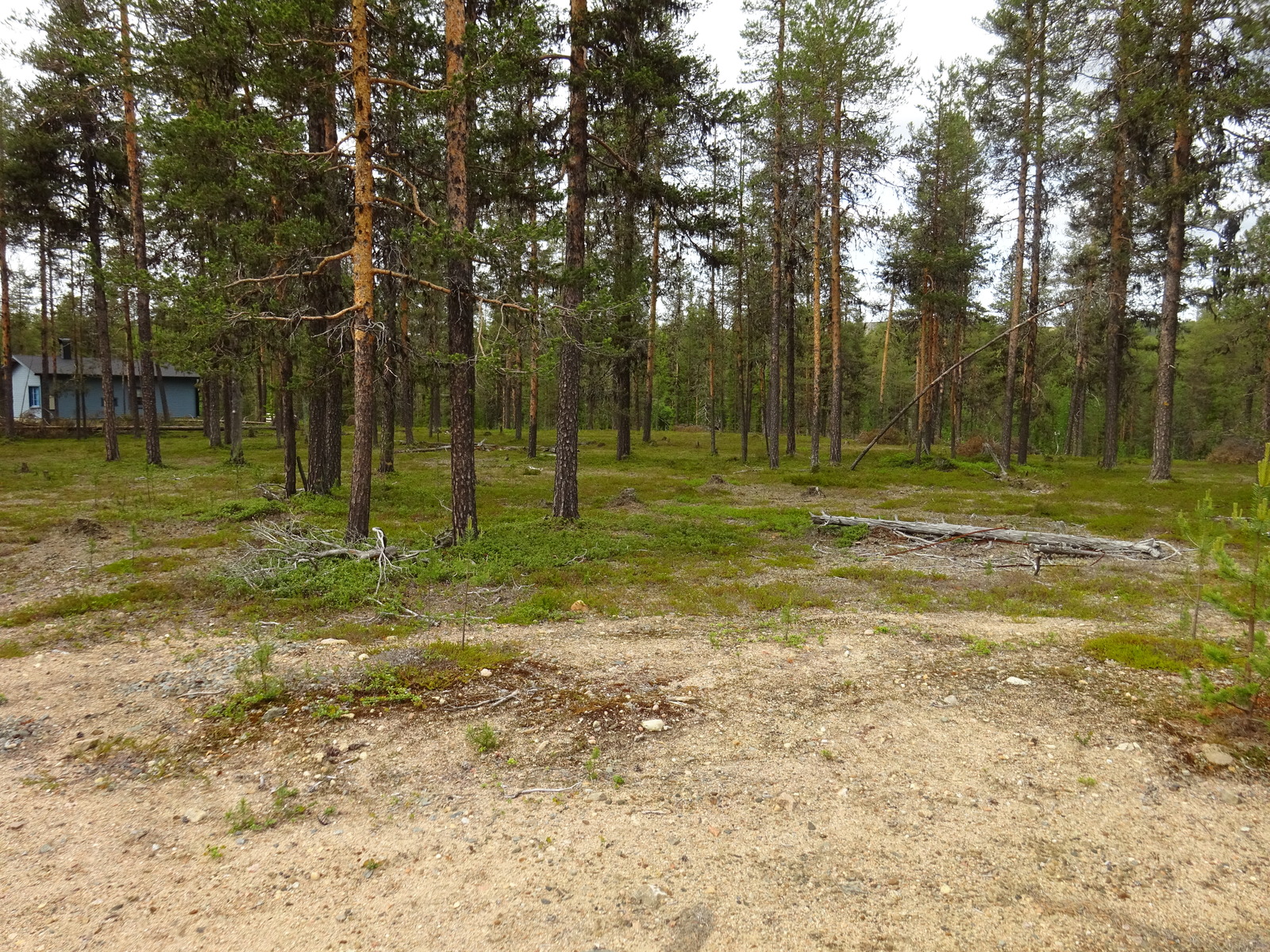 Hiekkapohjaisella mäntykankaalla kaatuneita puita. Takavasemmalla pilkottaa rakennus puiden lomasta.