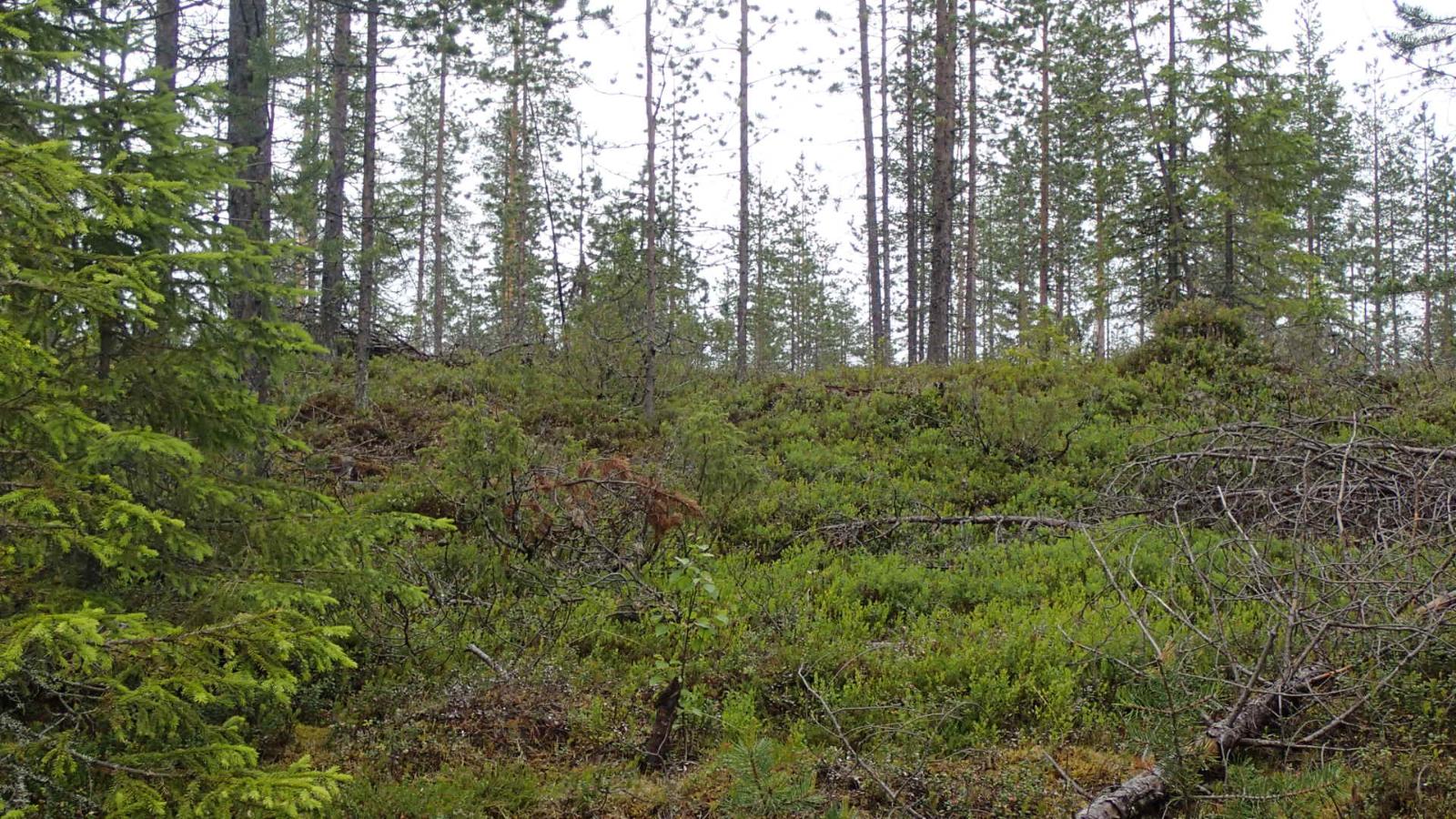 Havumetsän rinteessä kasvaa katajia ja varpuja.